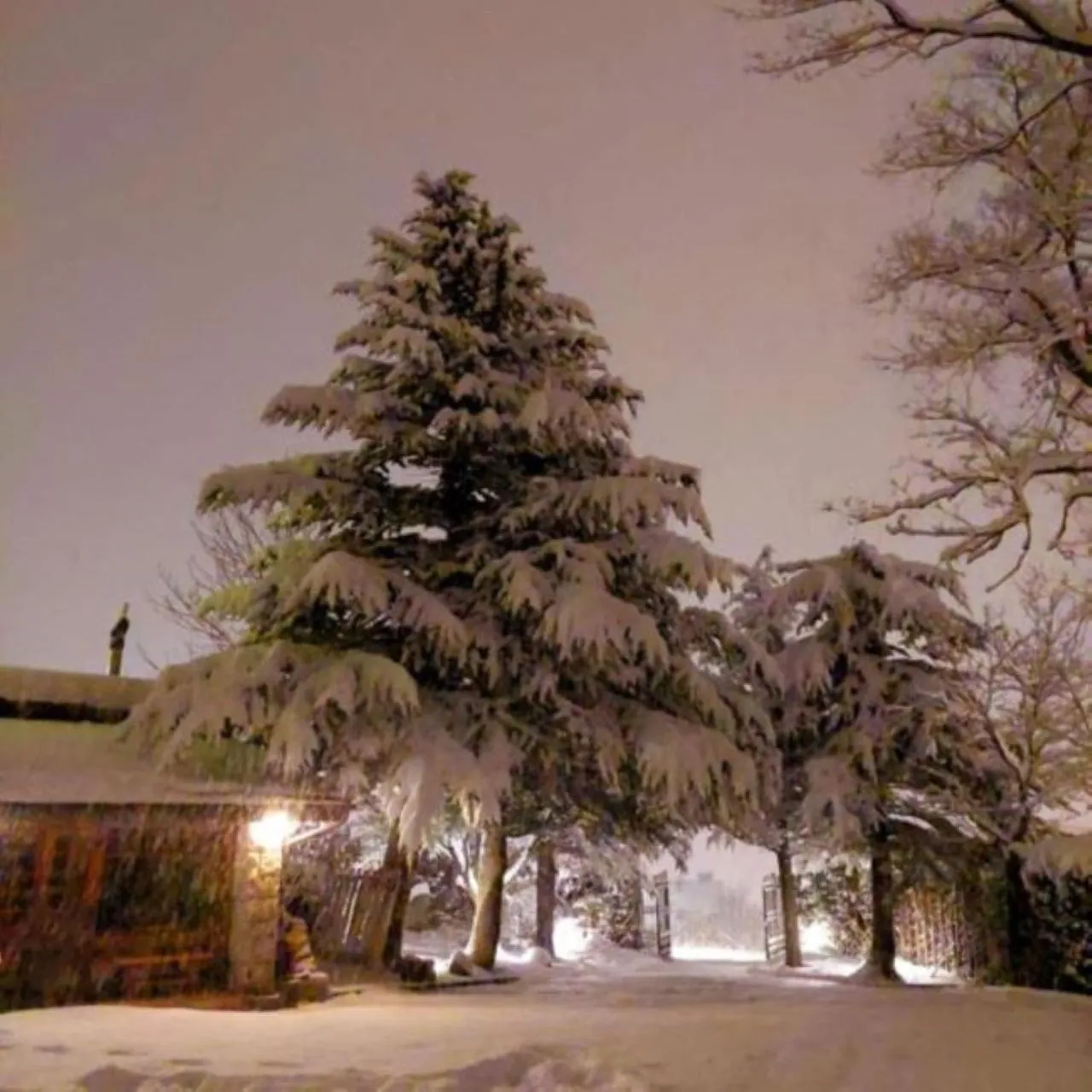 Garden in Hotel Vallibierna