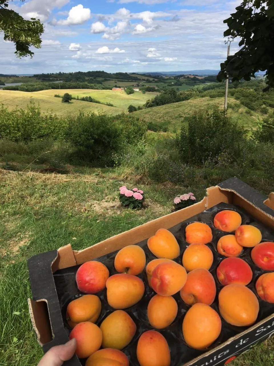 Food and drinks in Aux Coteaux d'Aussac