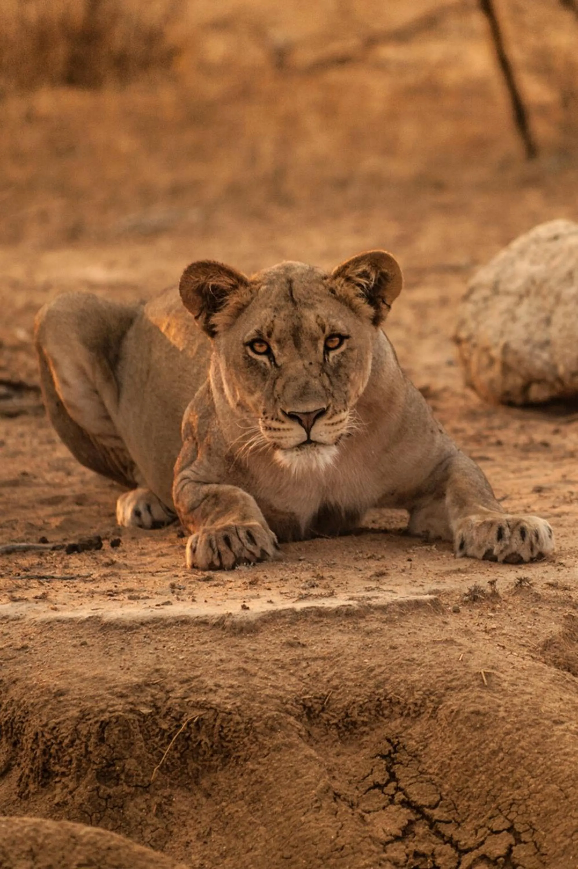 Area and facilities in Moditlo River Lodge