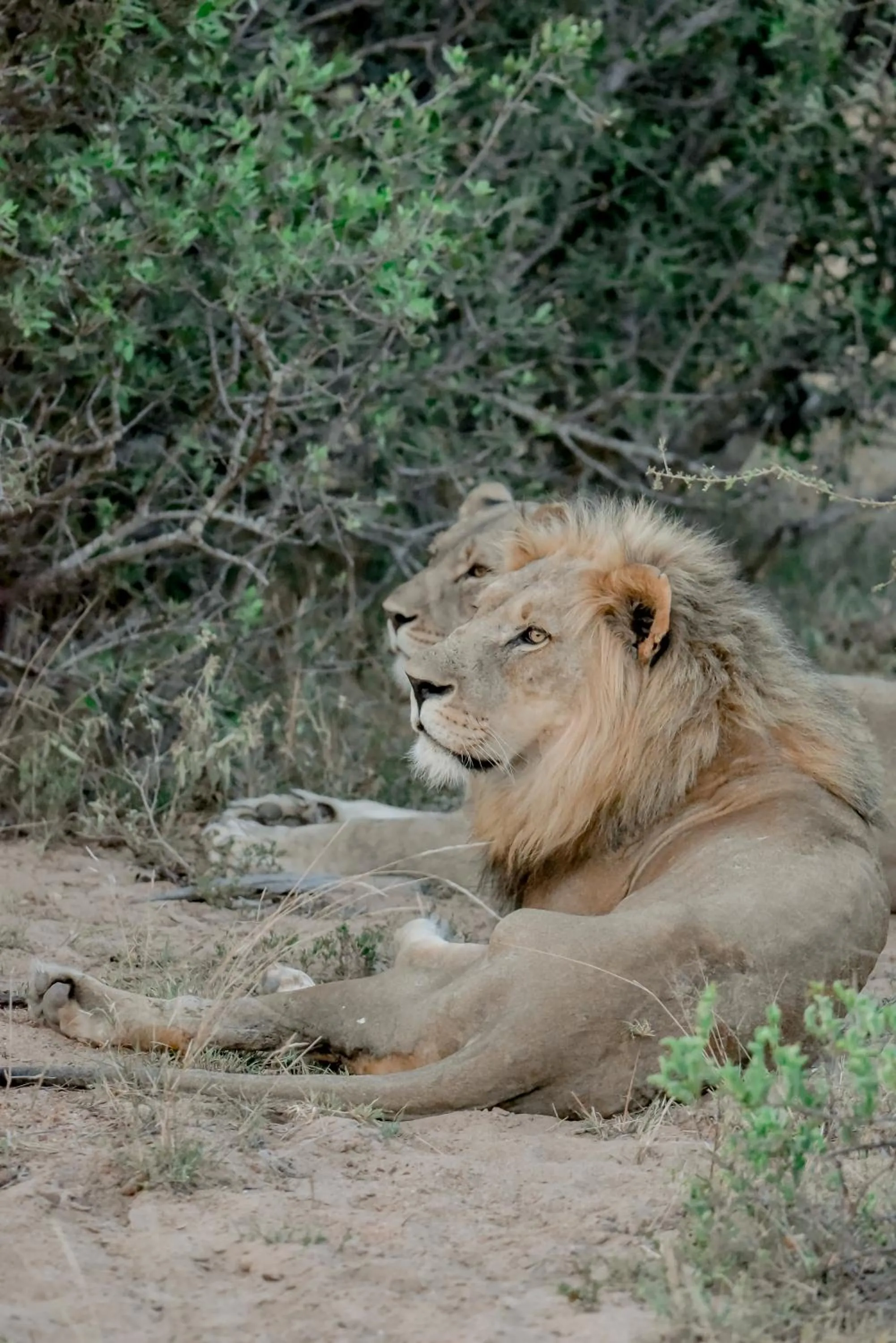Animals in Moditlo River Lodge
