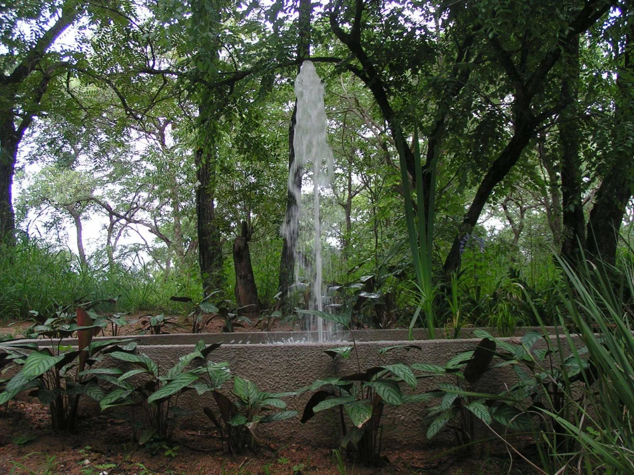 Garden in Tranquil Nest