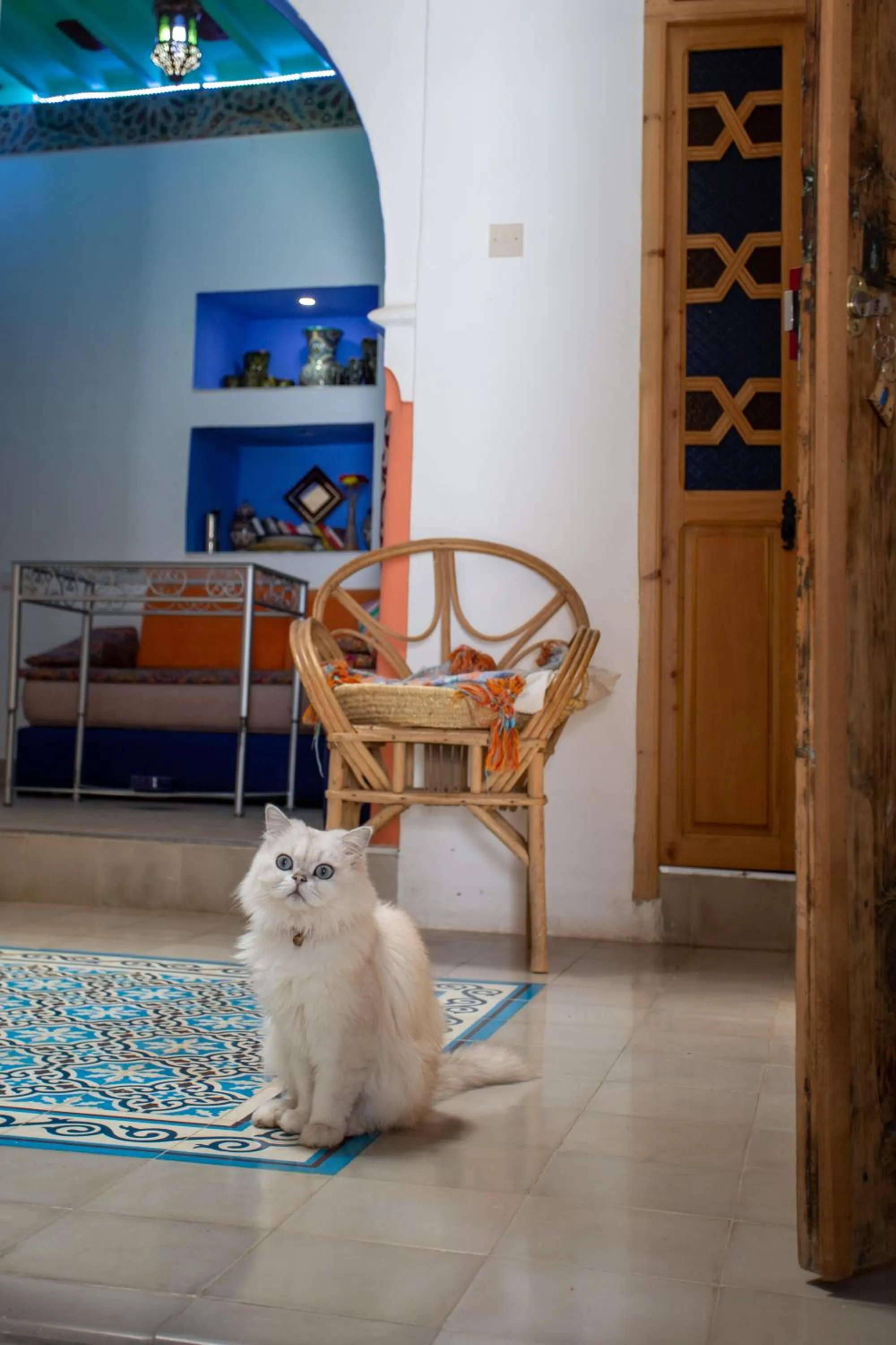 Pets in Hotel Casa Miguel