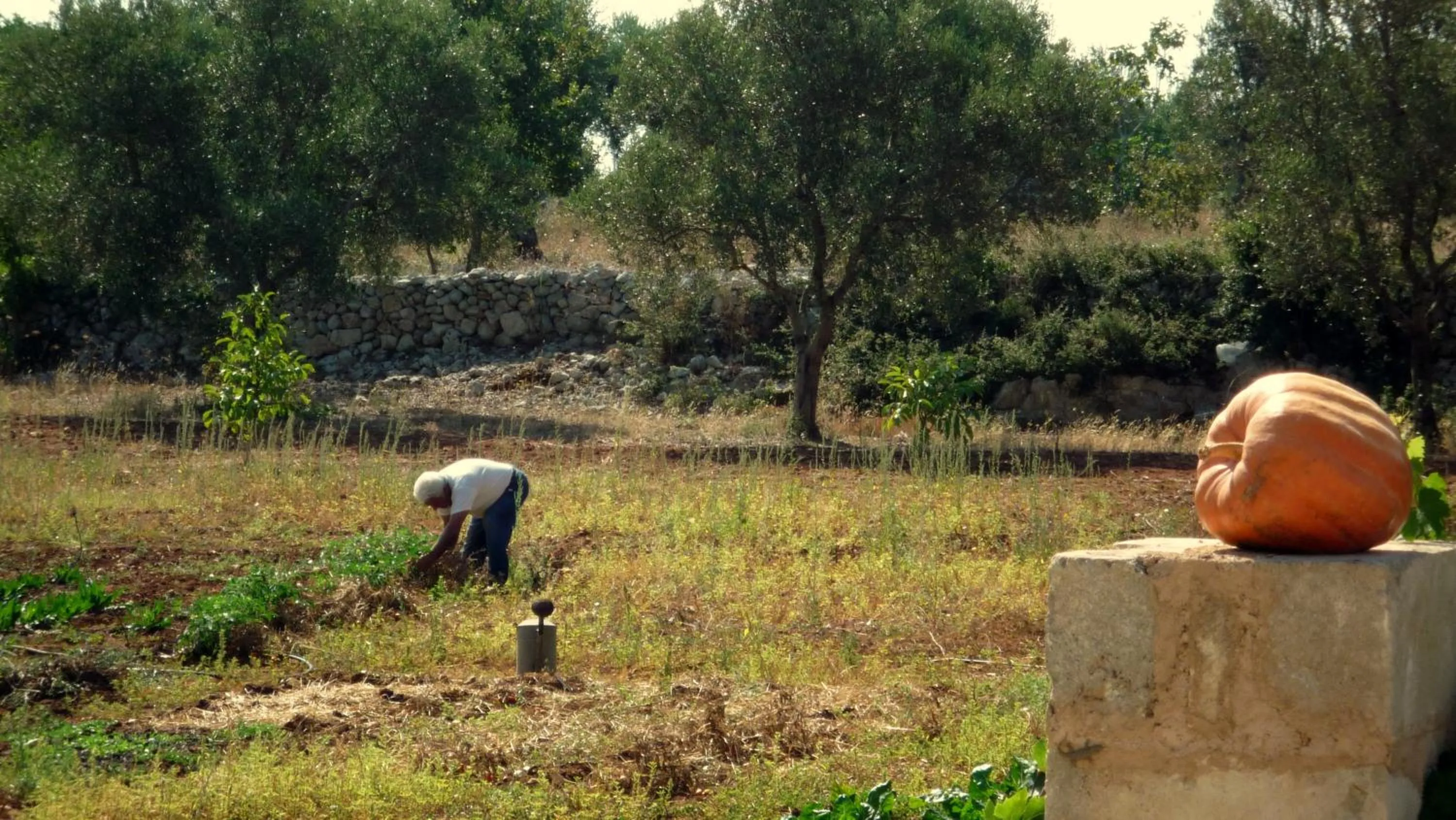 Garden in Masseria Uccio
