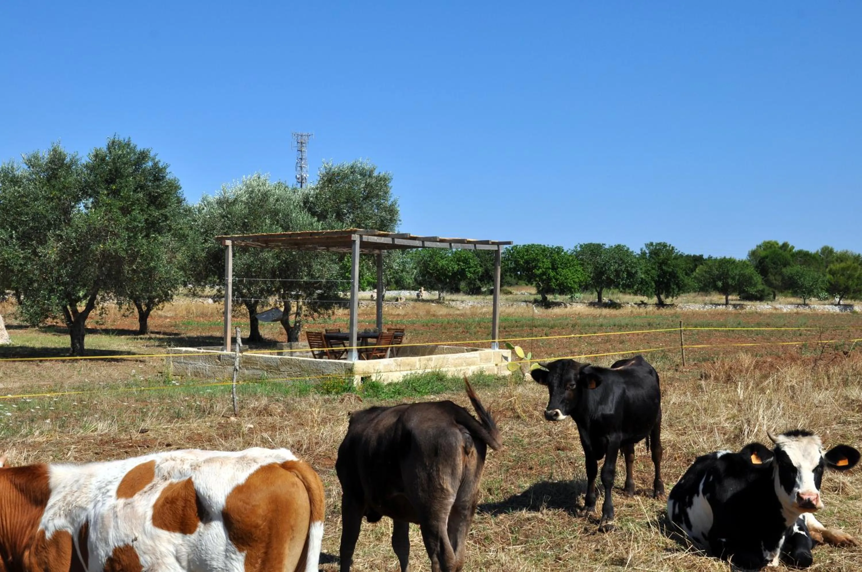 Animals in Masseria Uccio