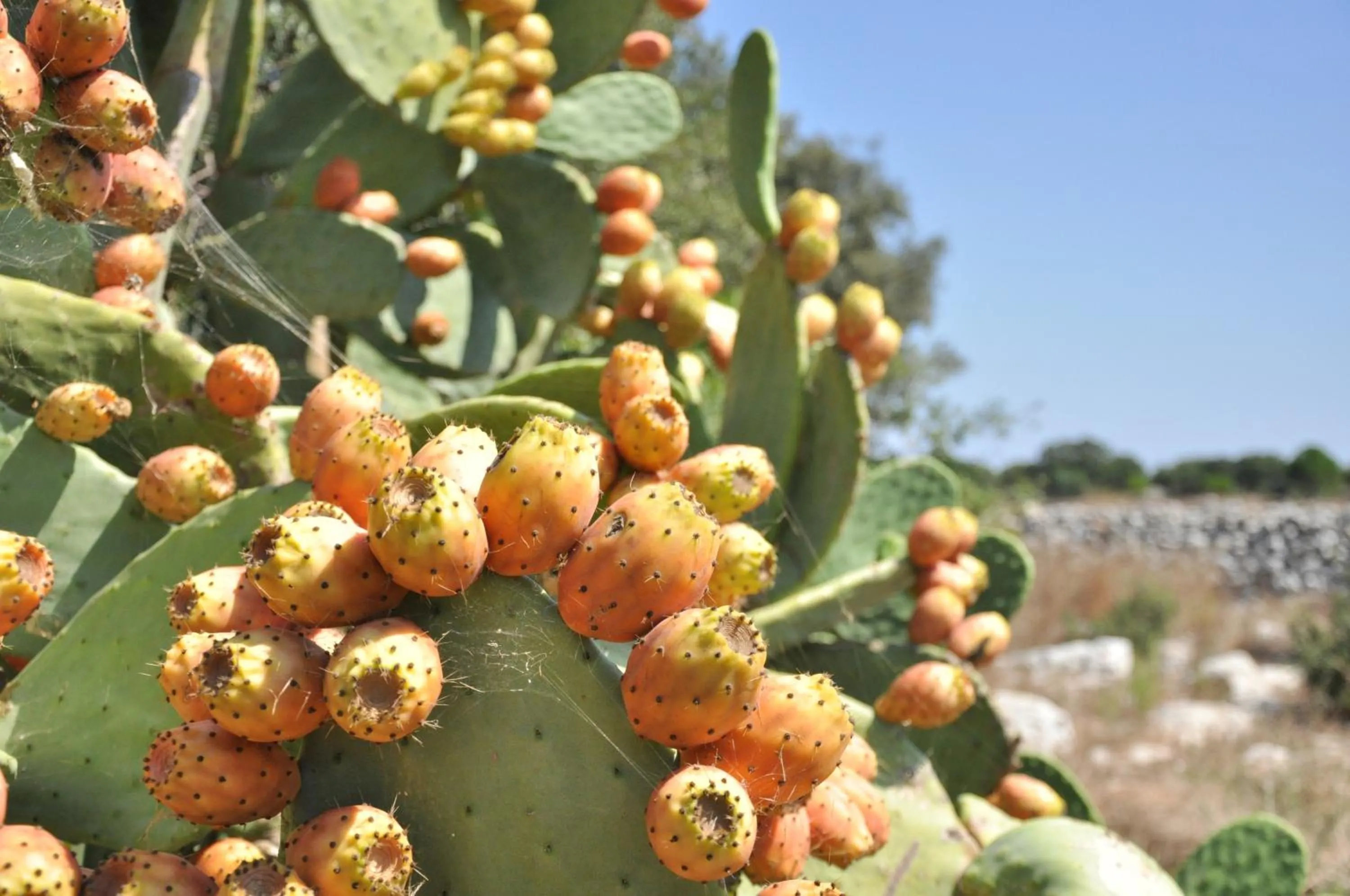 Garden in Masseria Uccio