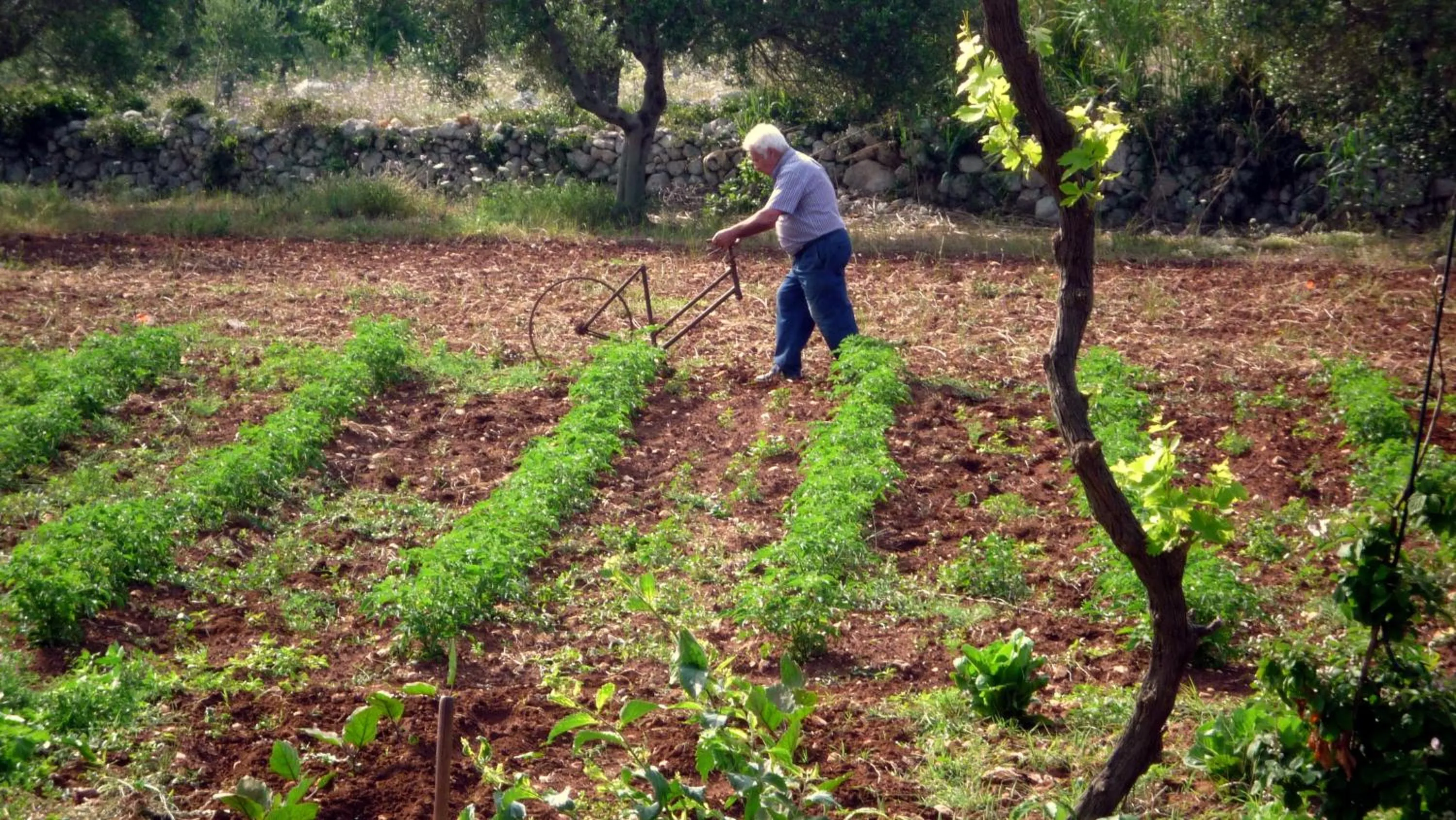 Garden in Masseria Uccio