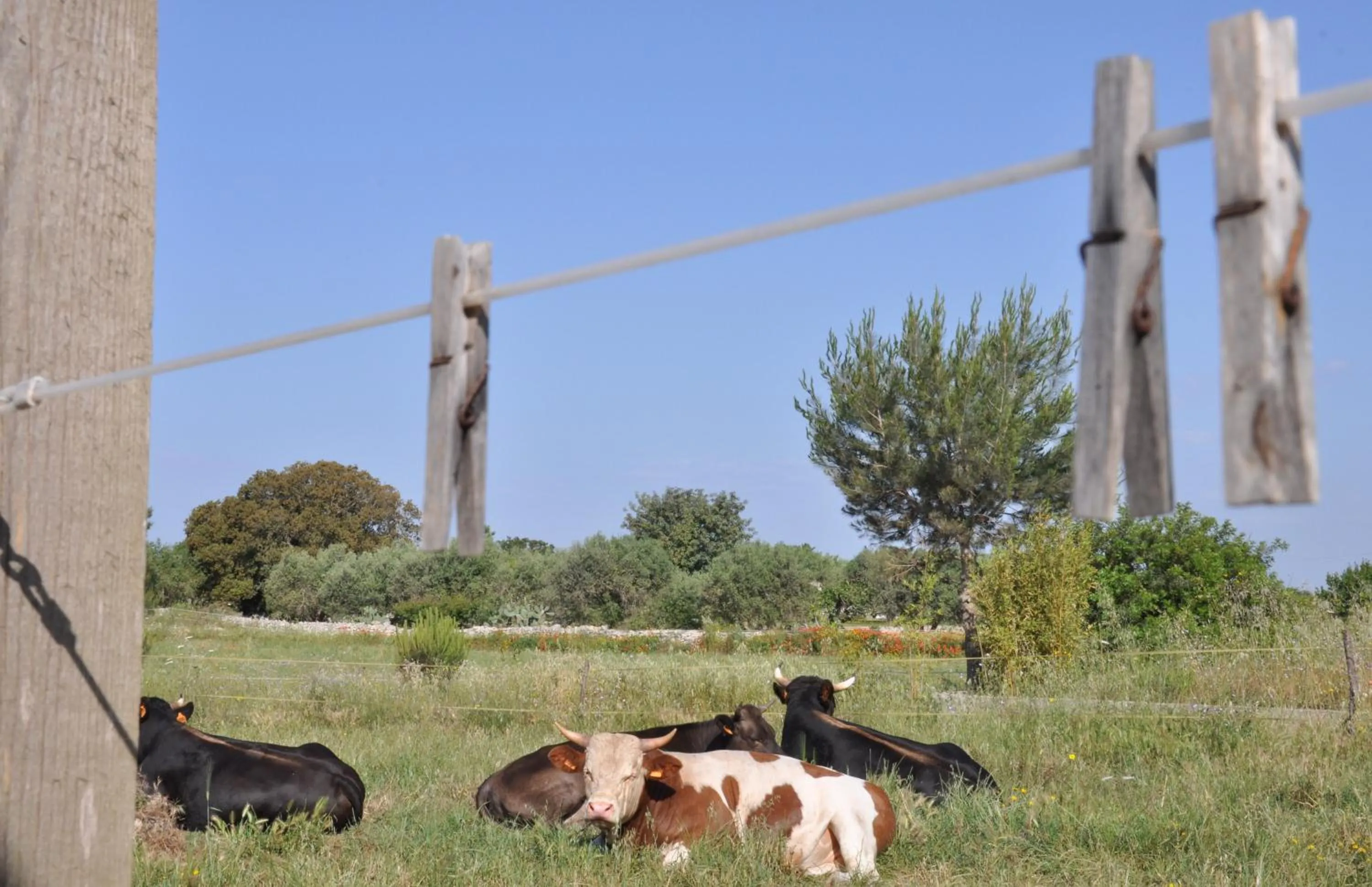 Animals in Masseria Uccio