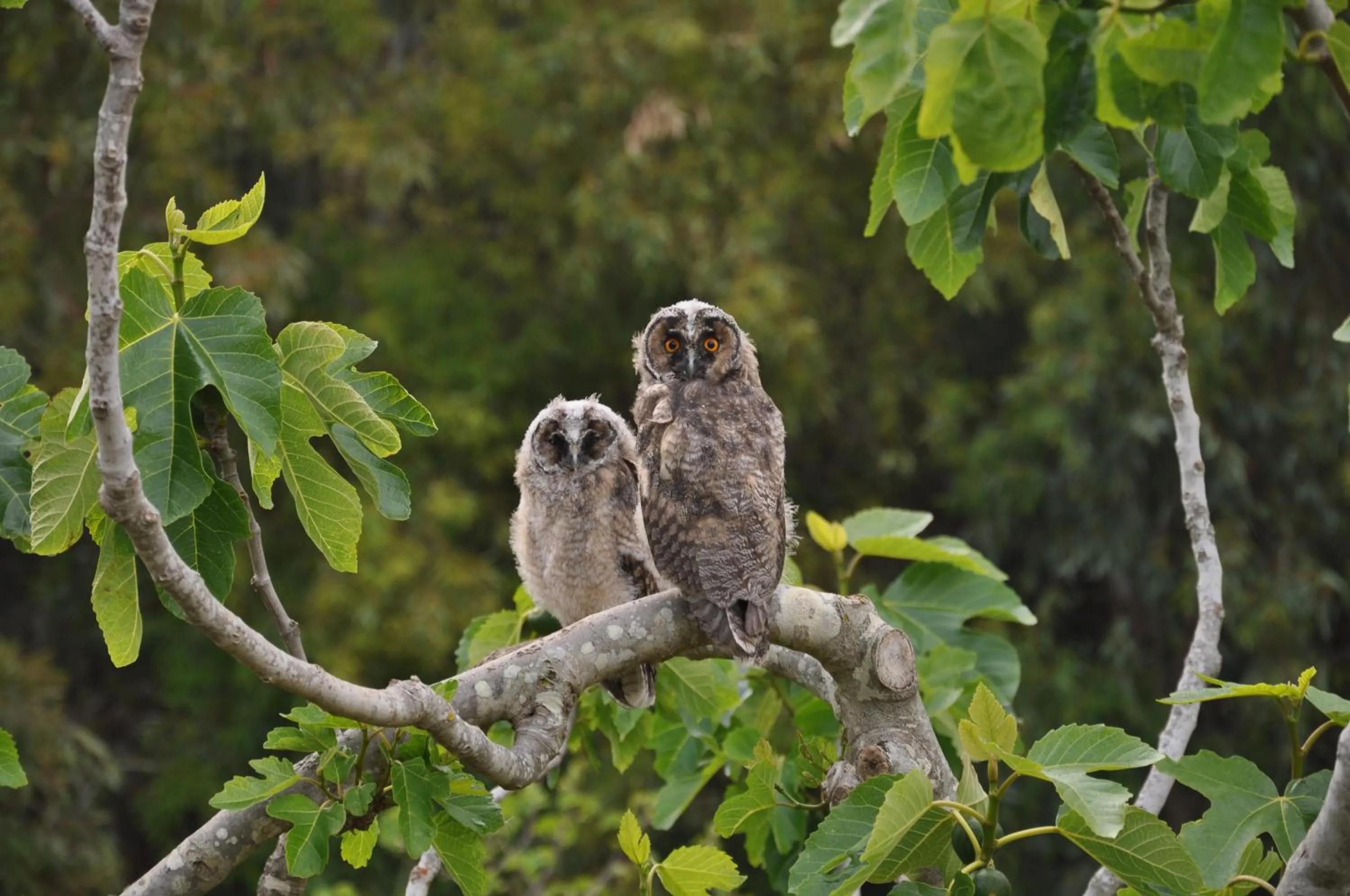 Animals in Masseria Uccio