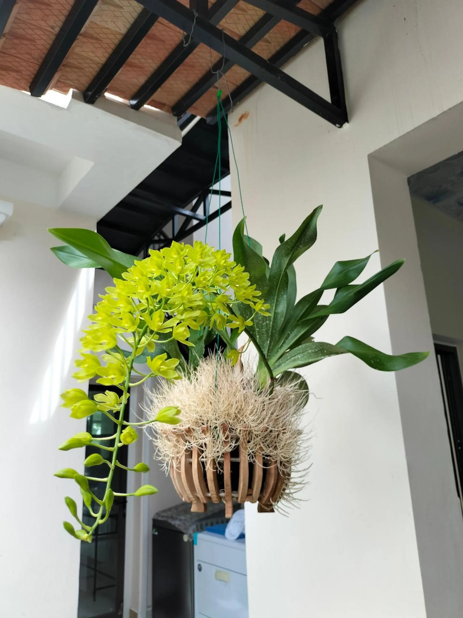 Garden in The Landing Resort