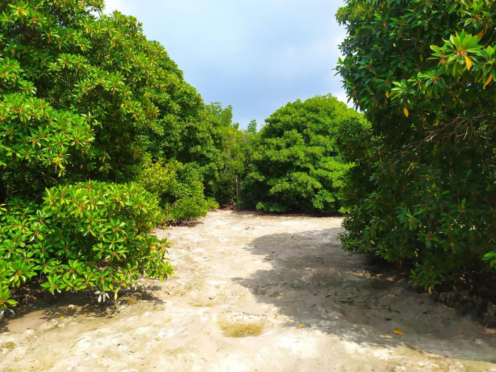 Natural landscape in Courtyard Maldives