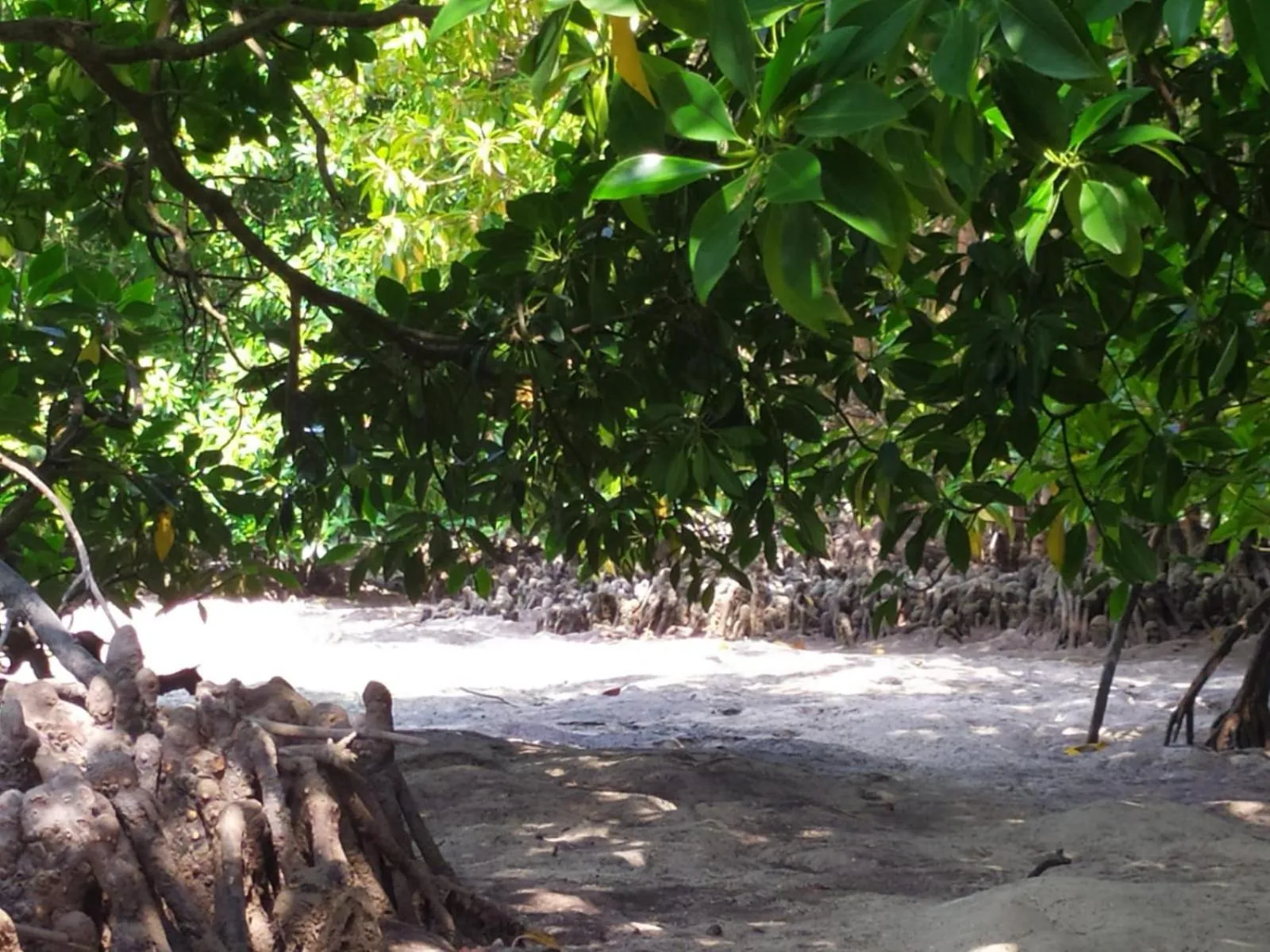 Natural landscape in Courtyard Maldives