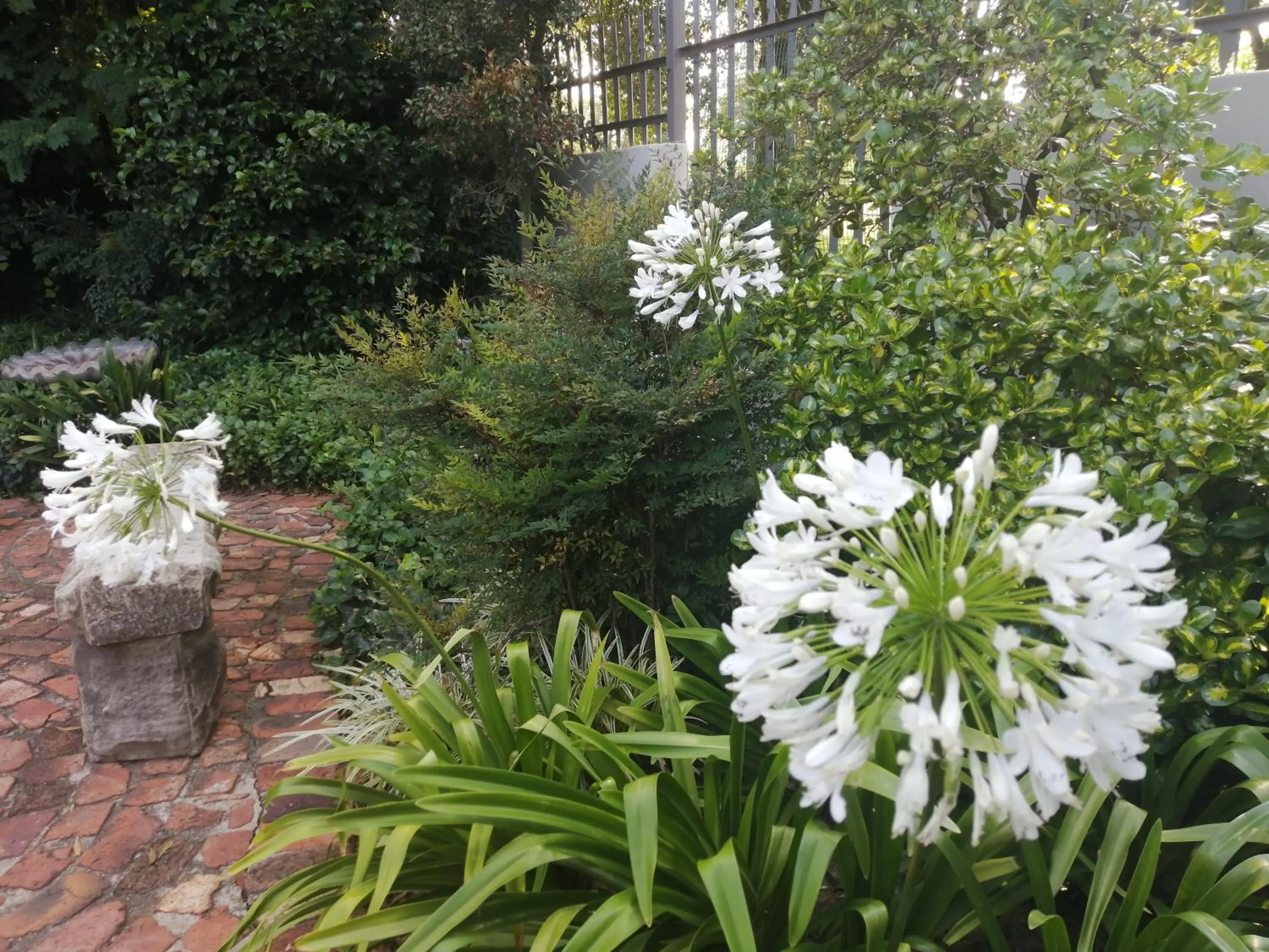 Garden in Jasmine Guest Cottage