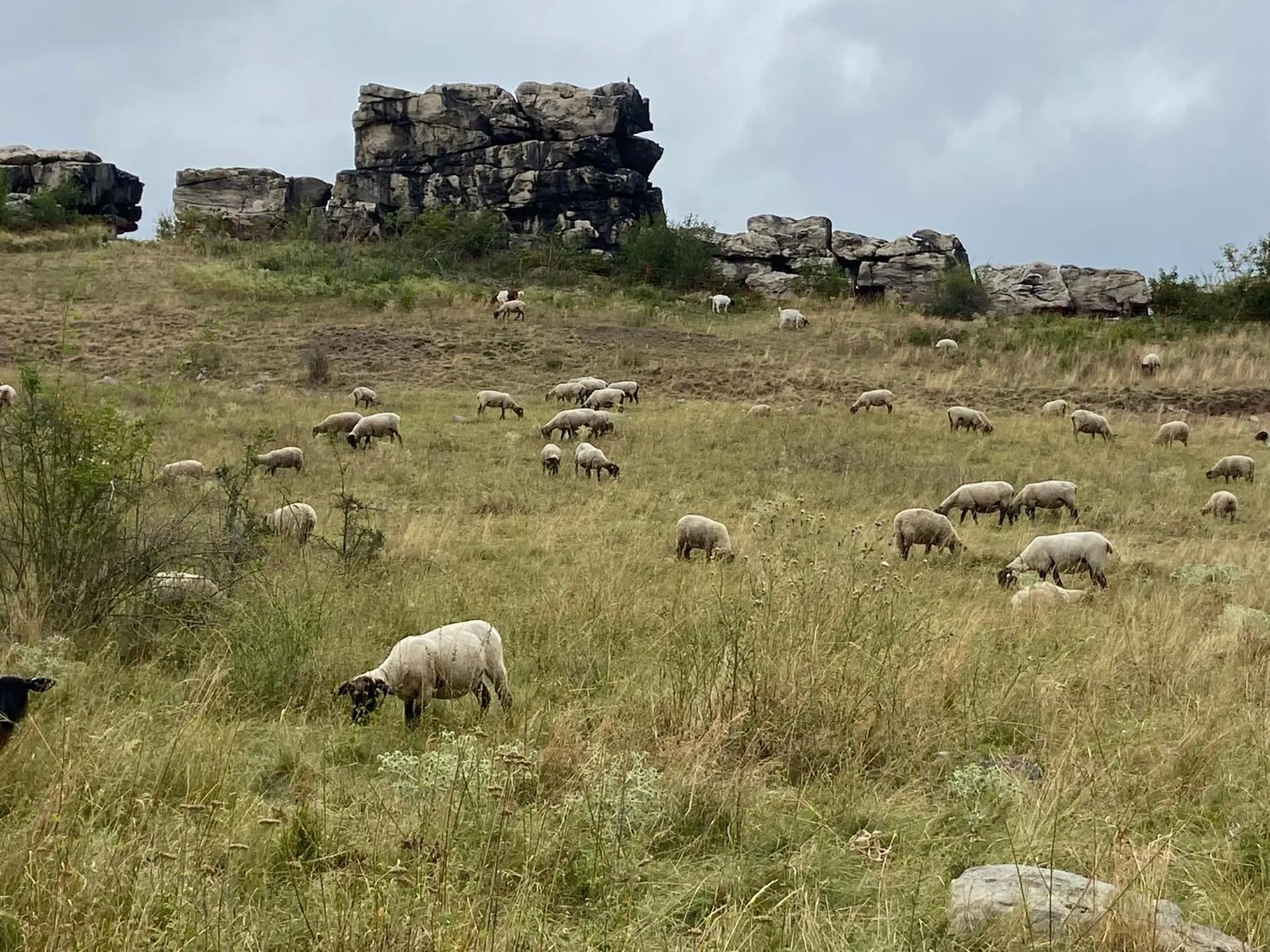 Natural landscape in Harzhotel Warnstedter Krug