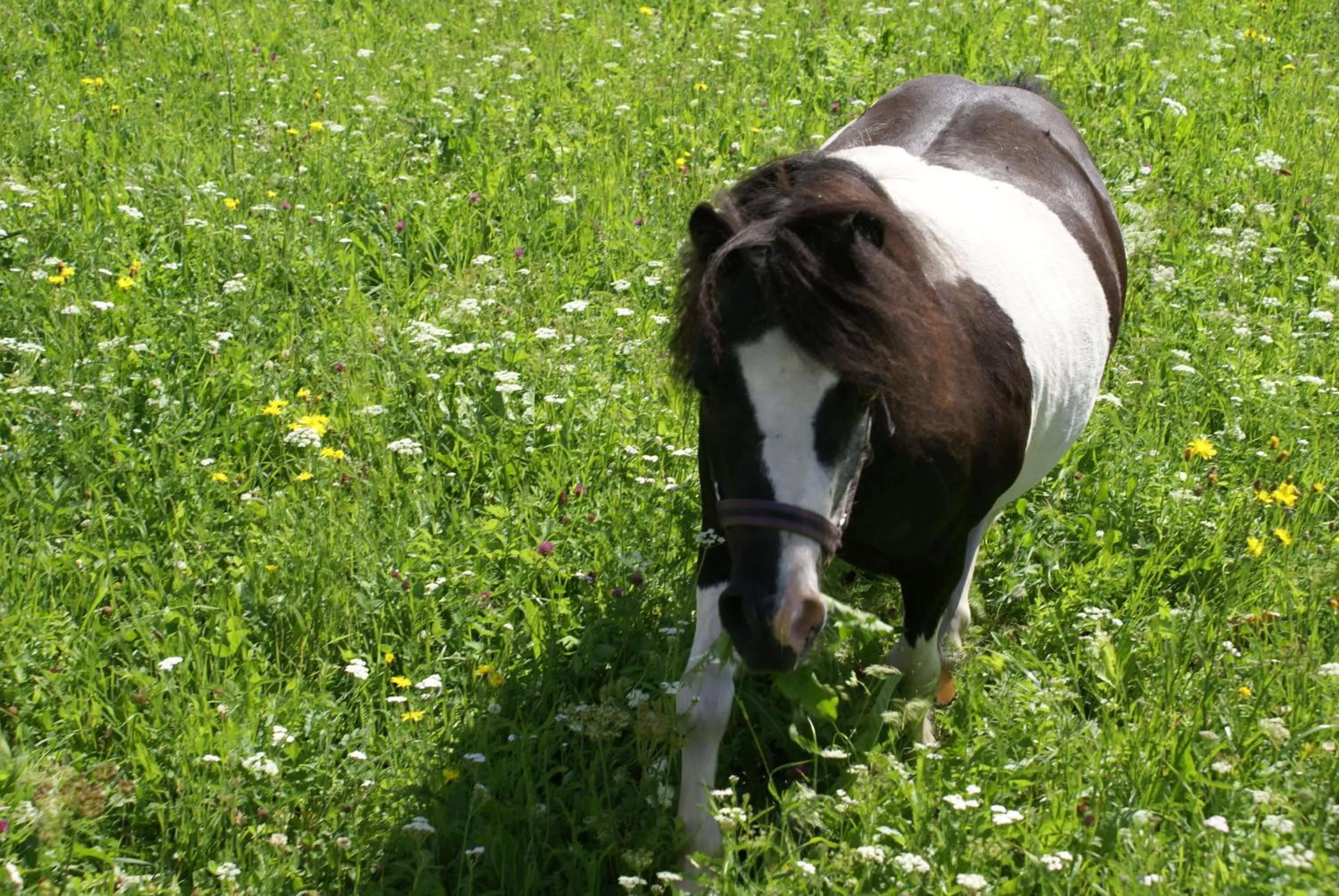 Other in Hotel Eschenhof & Apartments