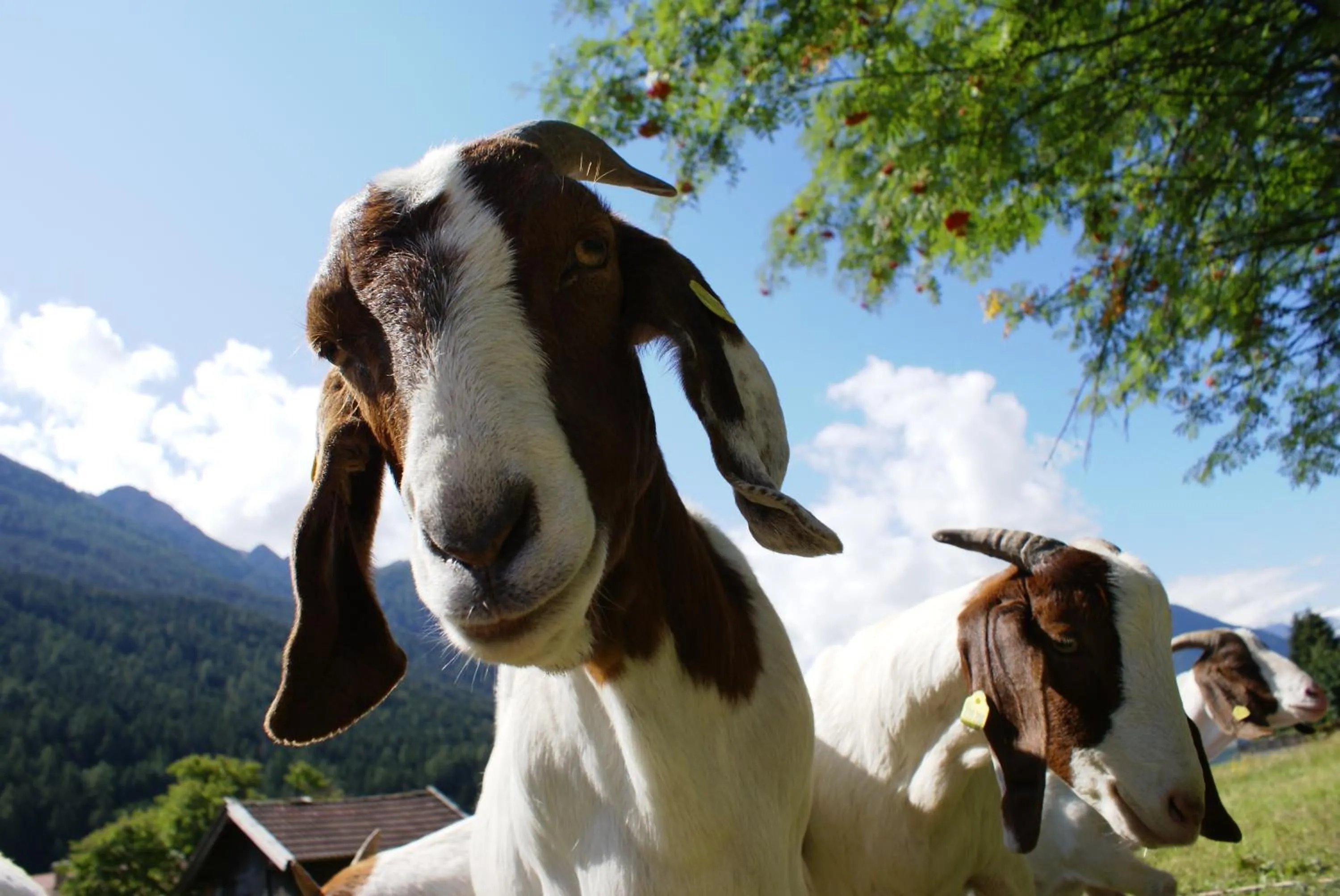 Other in Hotel Eschenhof & Apartments