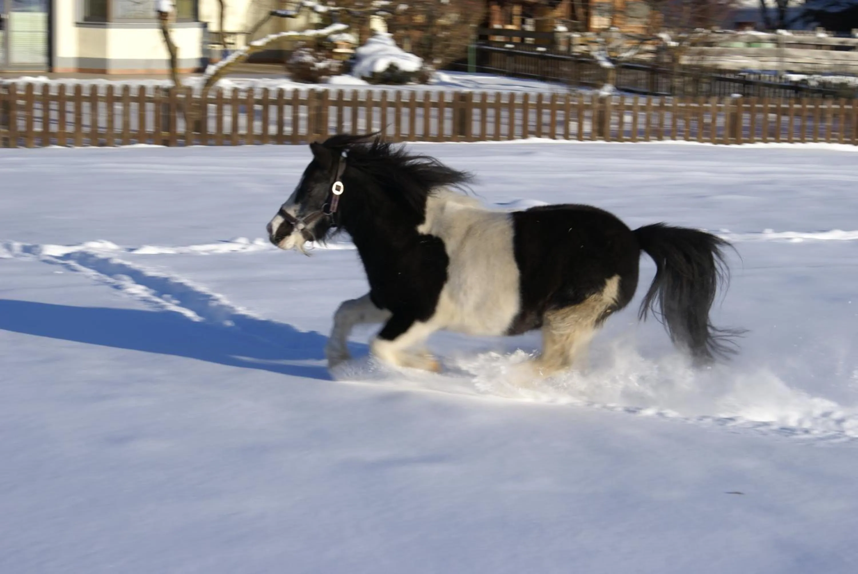 Horse-riding in Hotel Eschenhof & Apartments