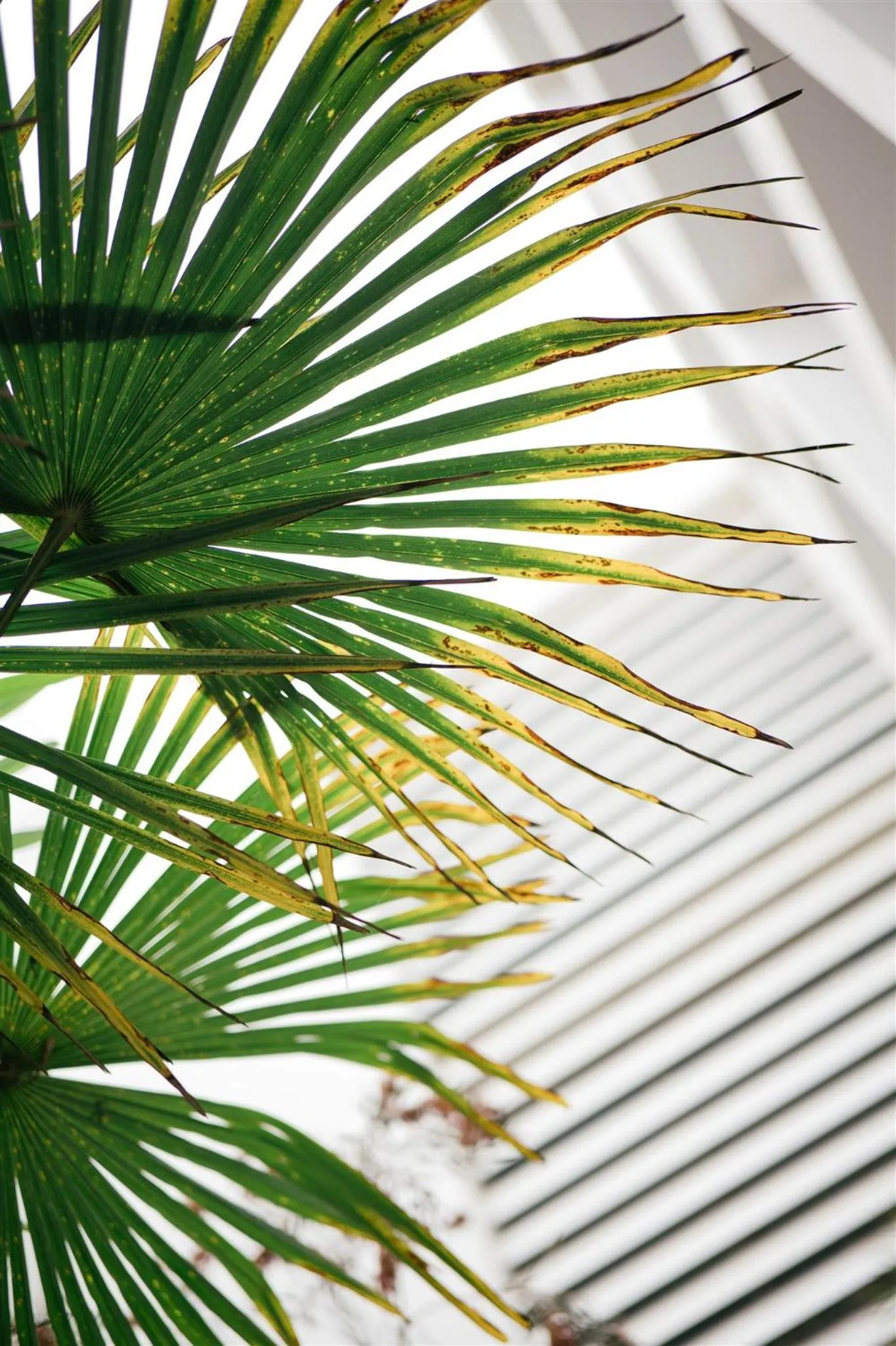 Balcony/Terrace in Macarico Beach Hotel