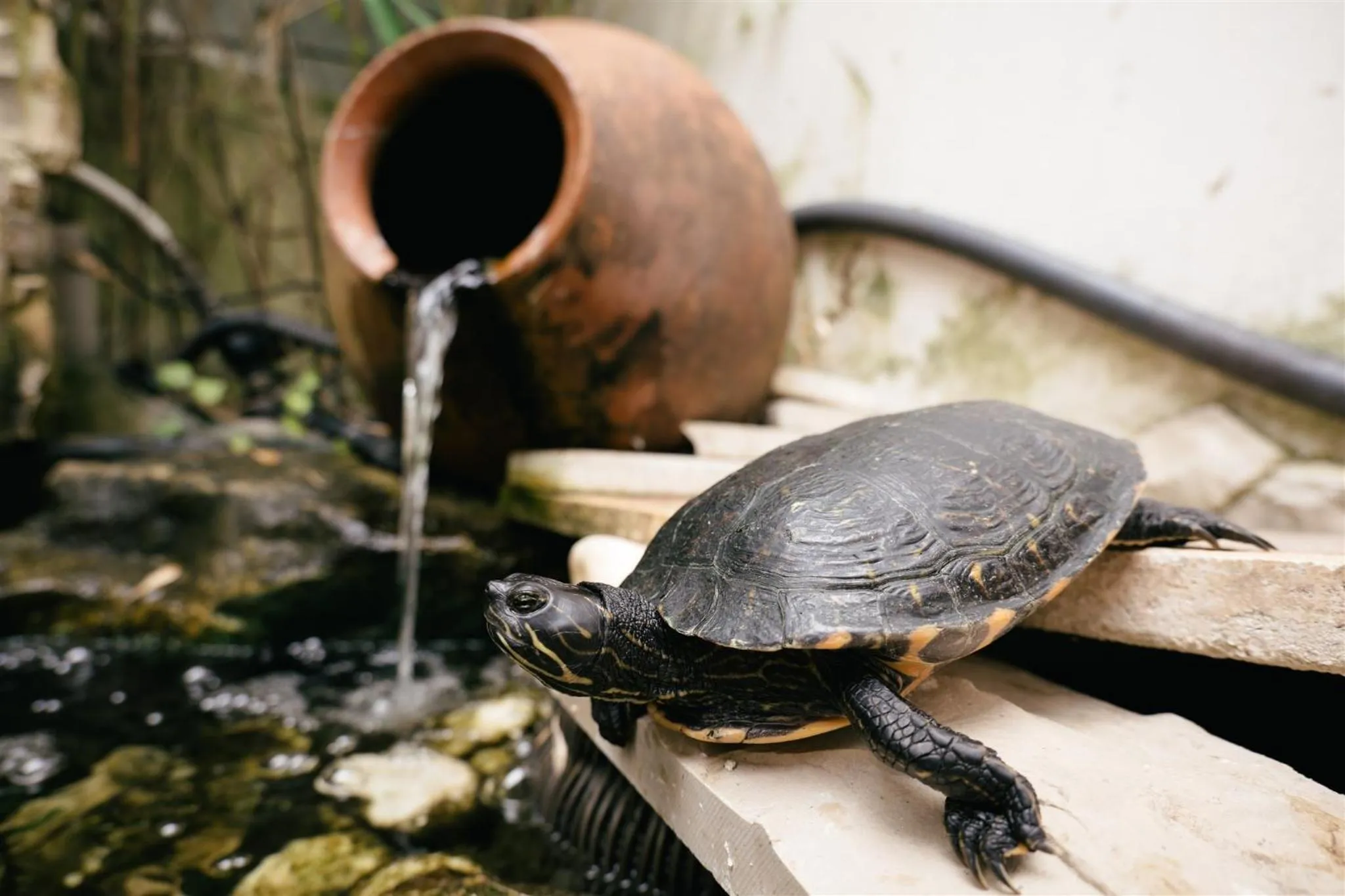 View (from property/room) in Macarico Beach Hotel