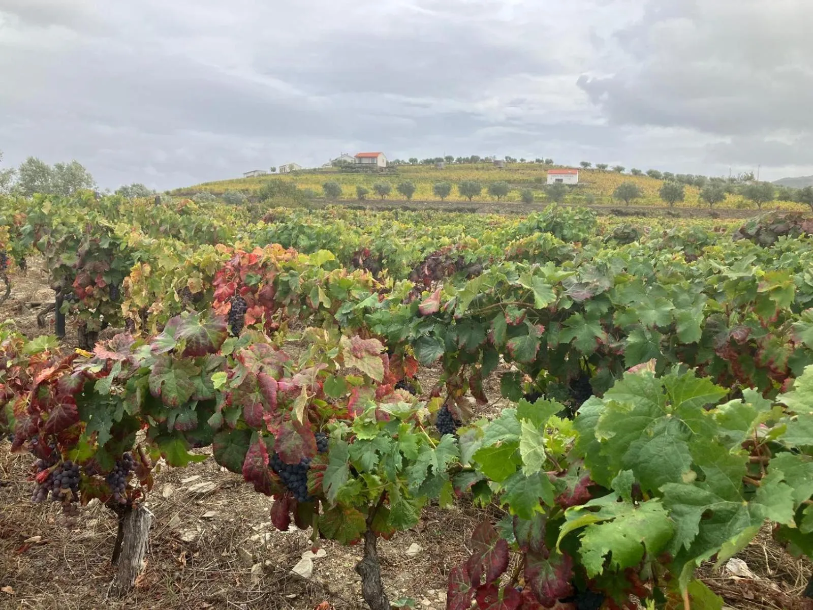 Day in Plácido Hotel Douro - Tabuaço