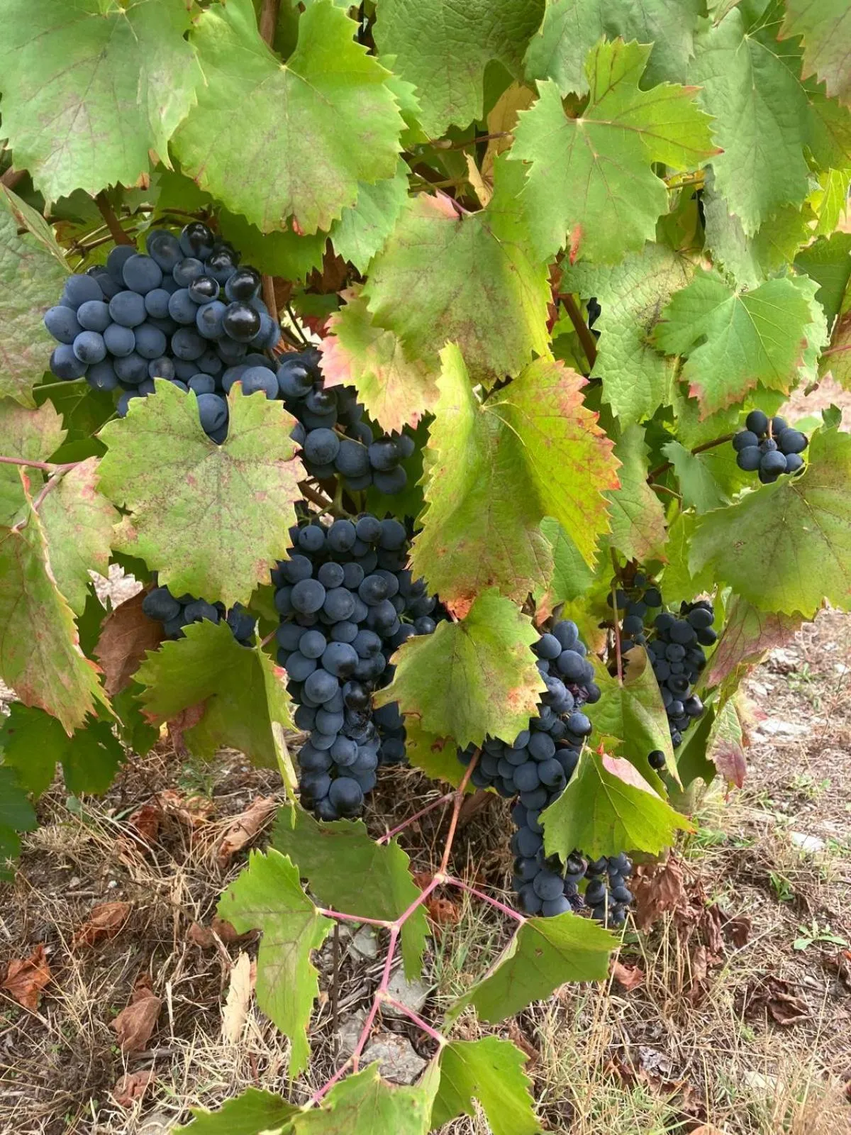 Day in Plácido Hotel Douro - Tabuaço