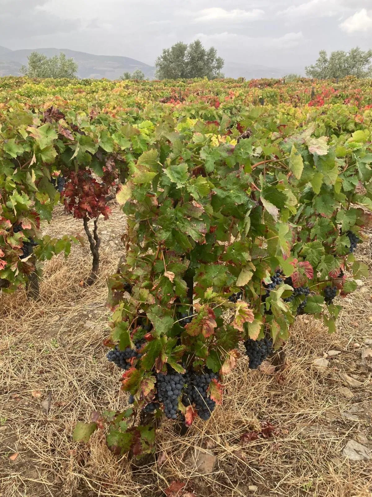 Day in Plácido Hotel Douro - Tabuaço