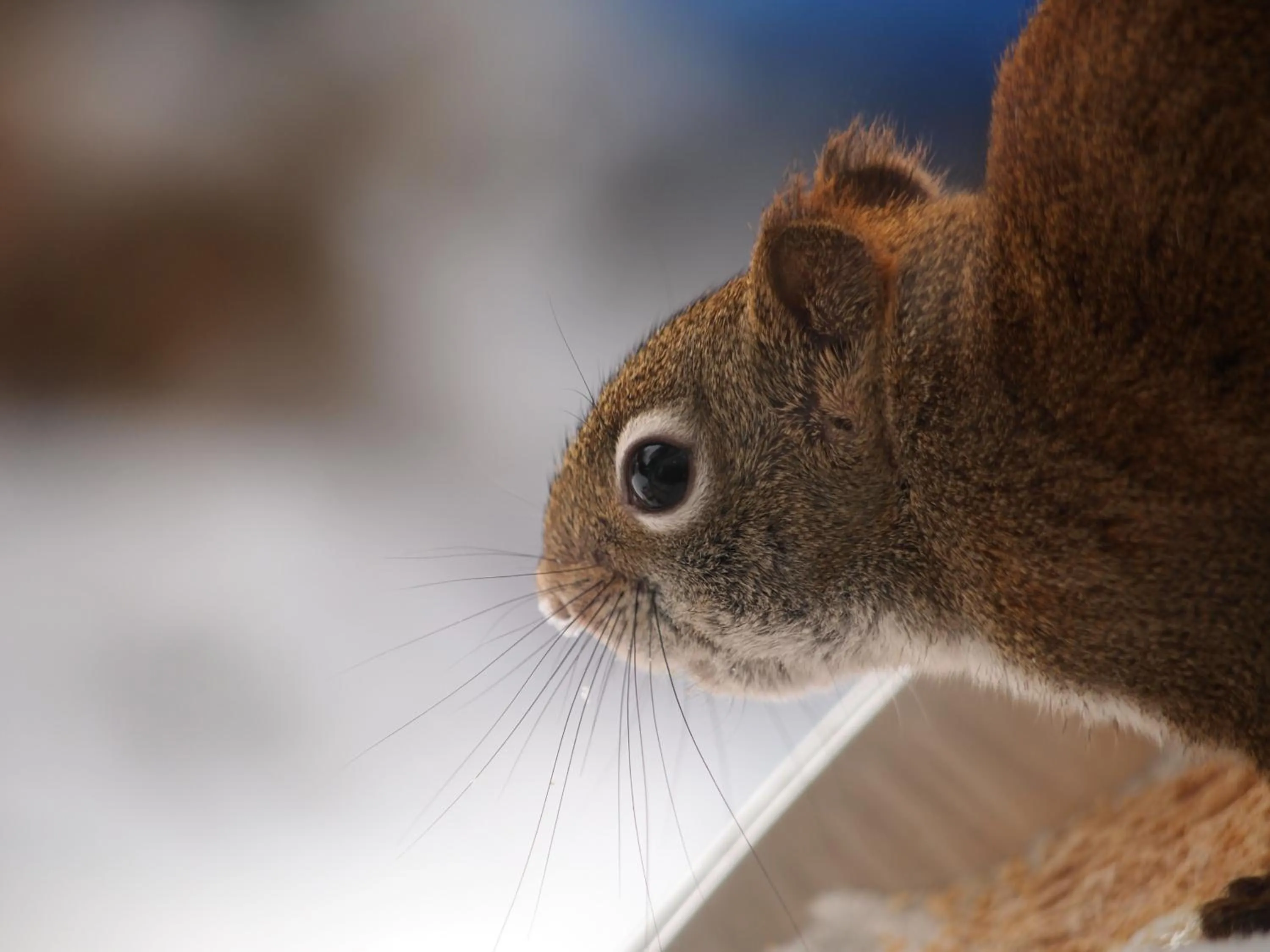 Animals in Our Valley View Bed & Breakfast