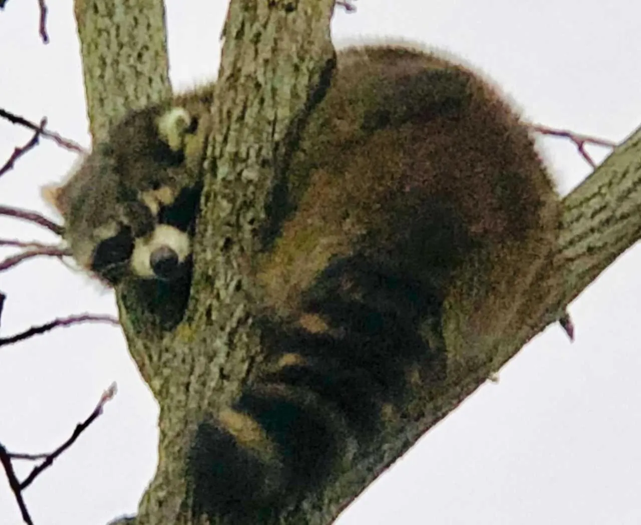 Animals in Our Valley View Bed & Breakfast