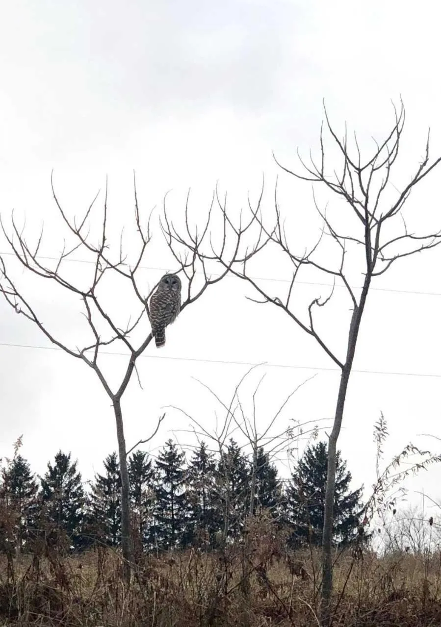 Animals in Our Valley View Bed & Breakfast