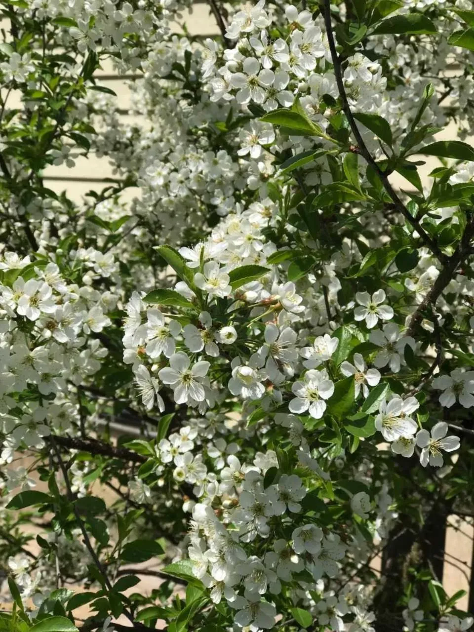 Decorative detail in Our Valley View Bed & Breakfast
