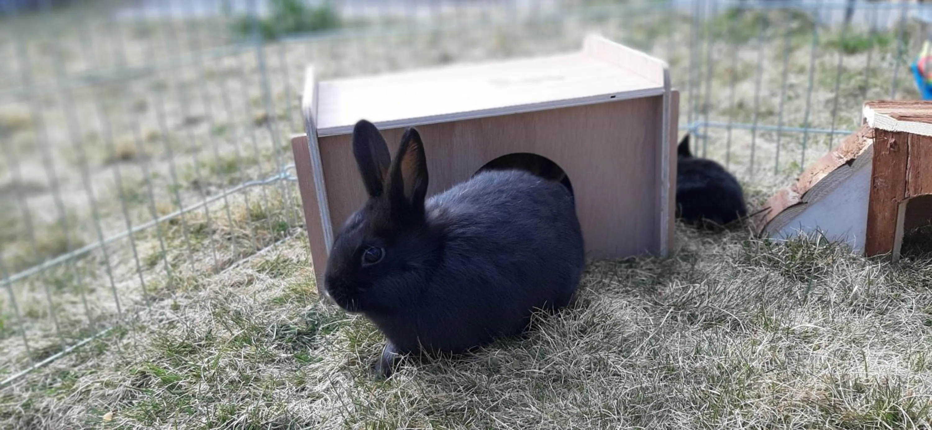 Animals in Landhotel-Restaurant Willingshofer