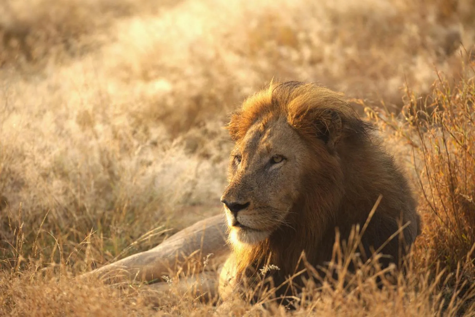 Imagine Africa Luxury Tented Camp