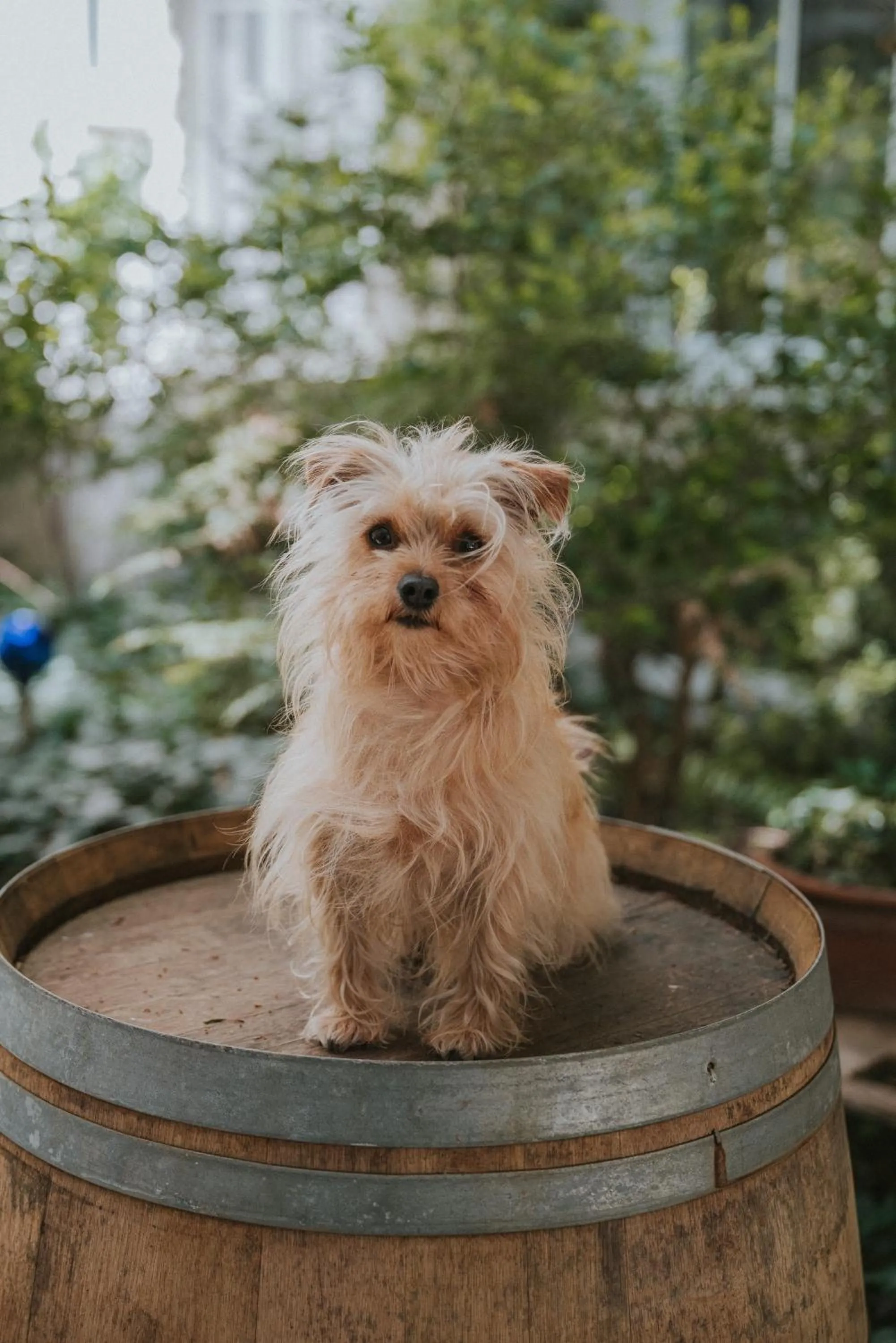 Pets in Boutiquehotel Stadthalle by Cocoon