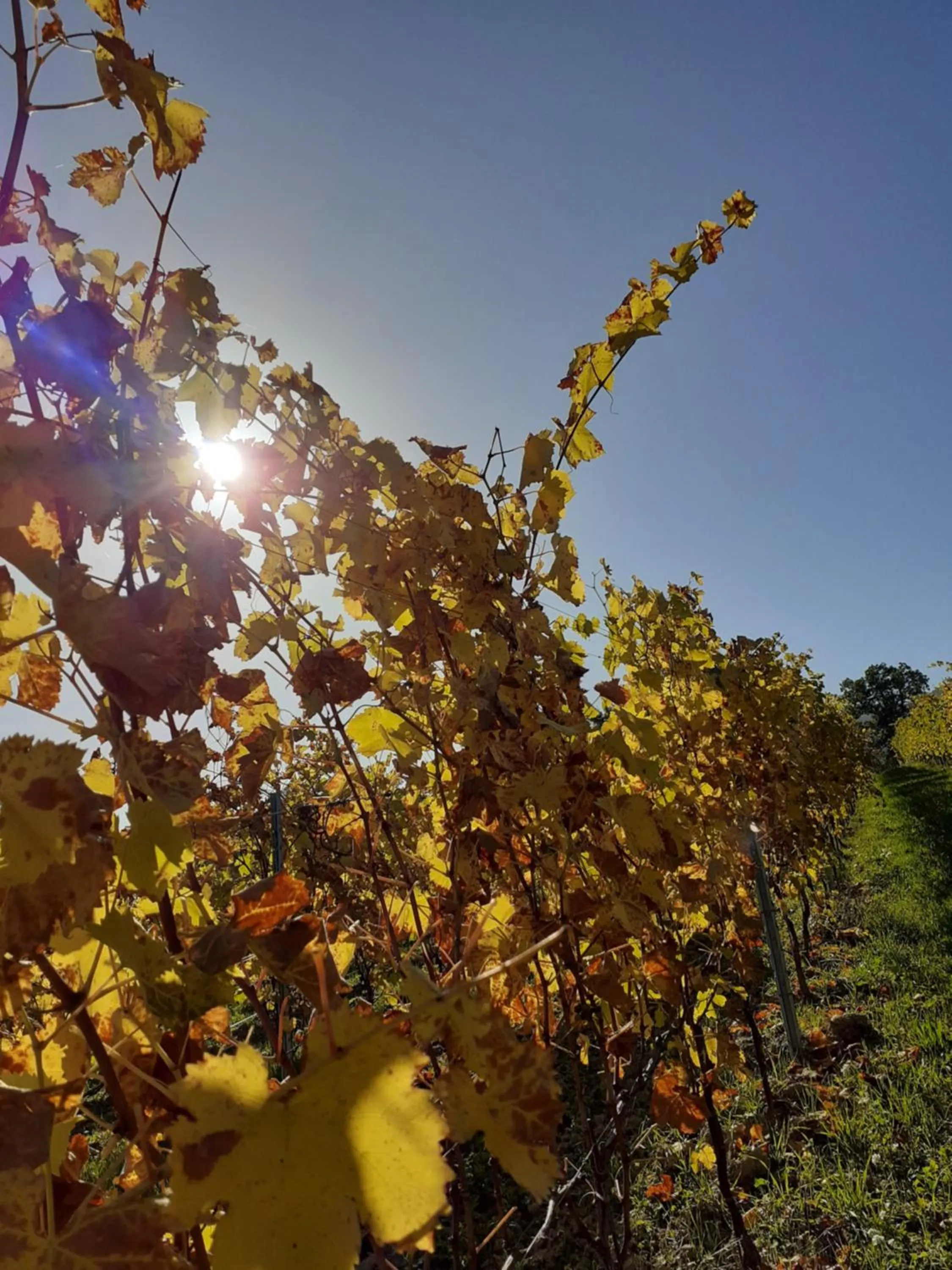 Day in Tenuta Grimaldi Wine Resort