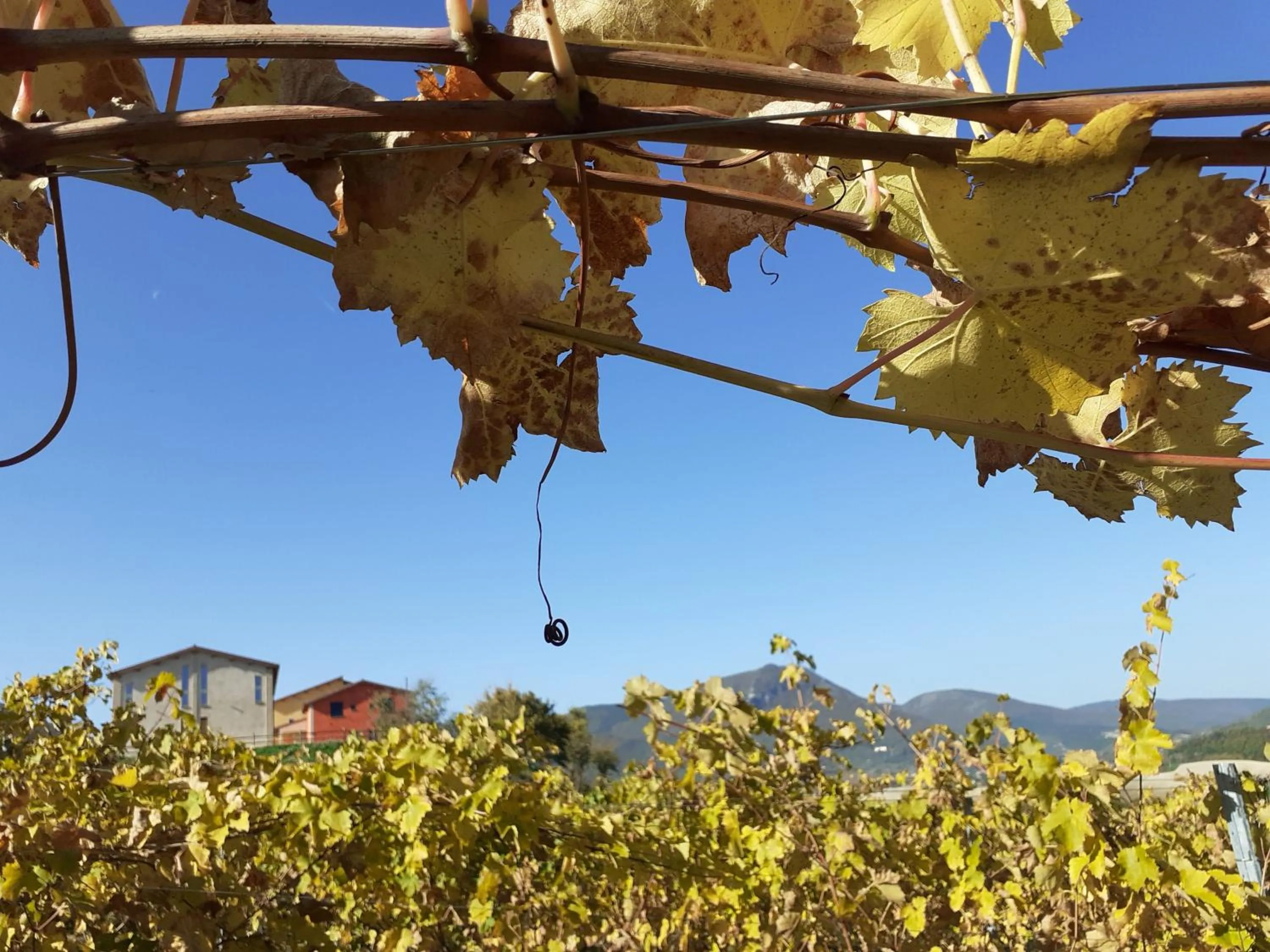 Property building in Tenuta Grimaldi Wine Resort