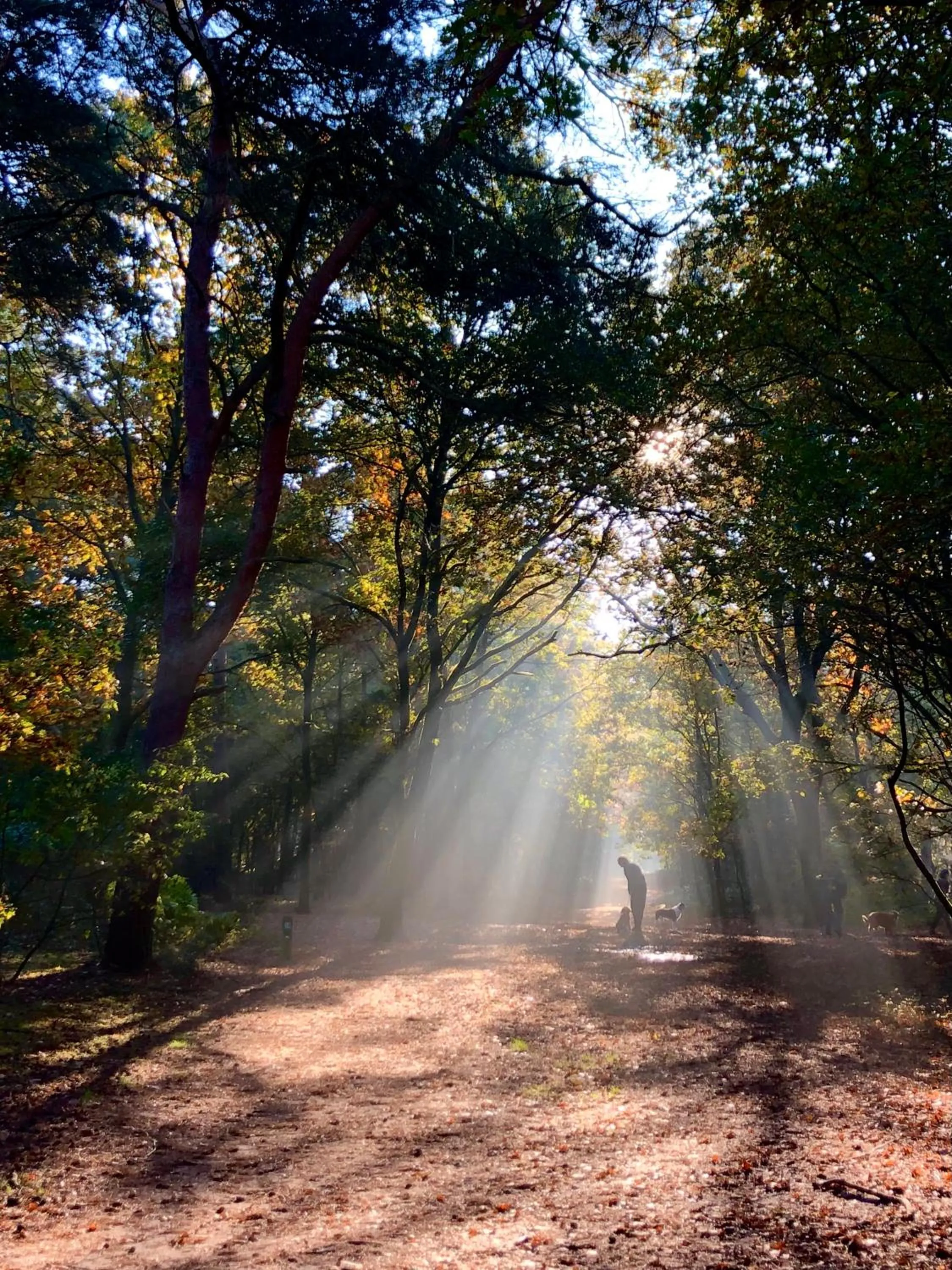 Natural landscape in BnB Mir Lo in Mierlo Adults only