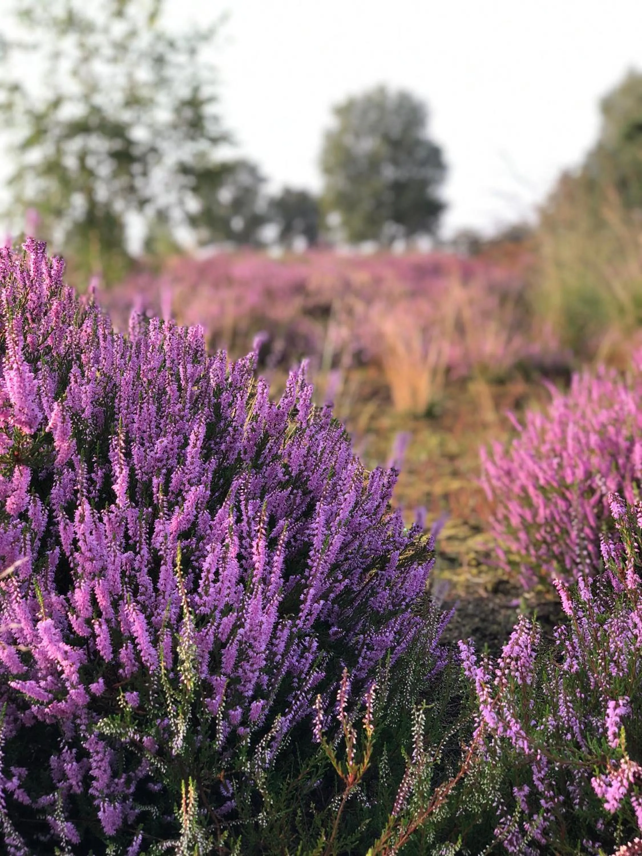 Natural landscape in BnB Mir Lo in Mierlo Adults only