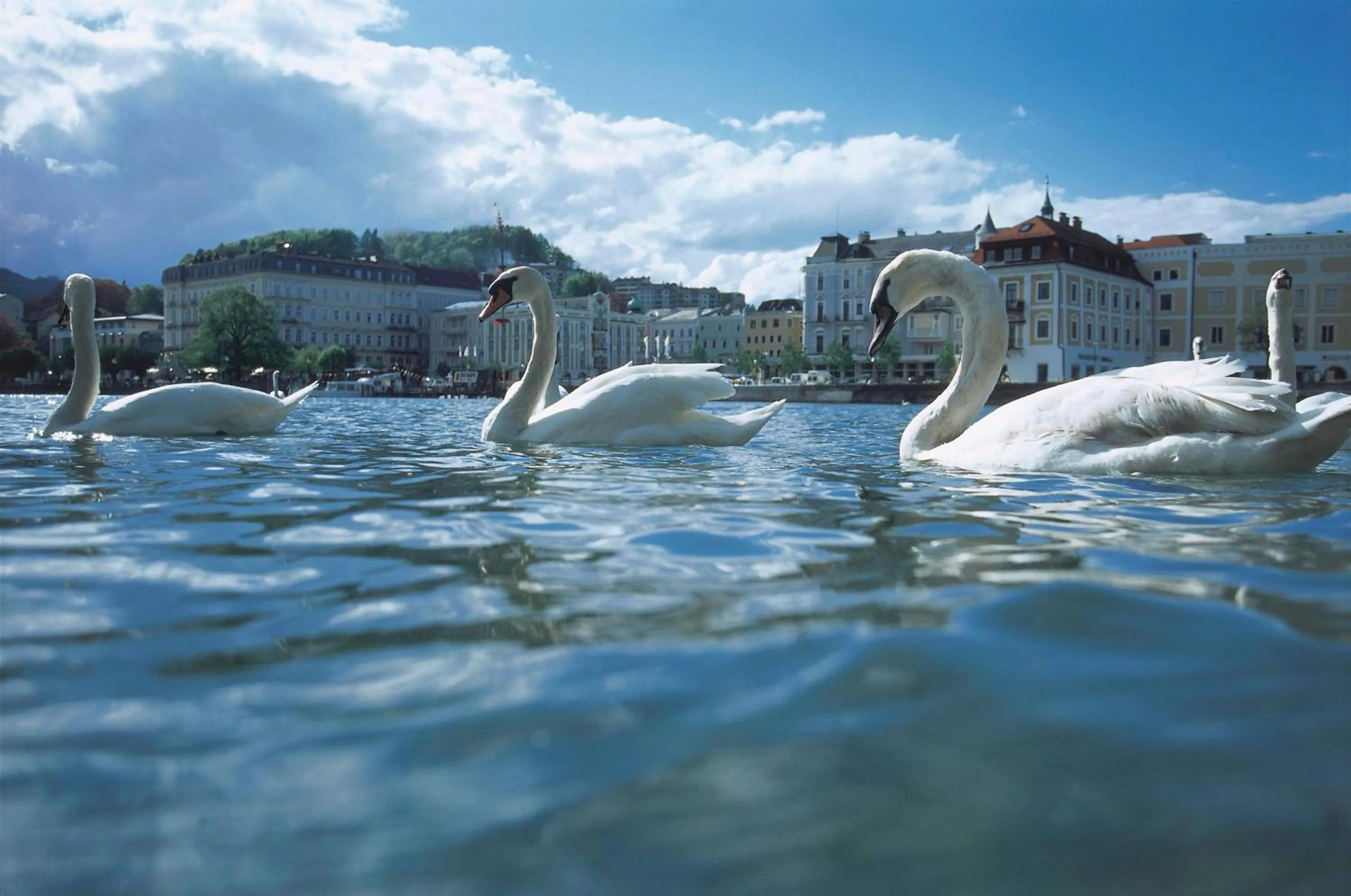 Animals in Landhotel Grünberg am See
