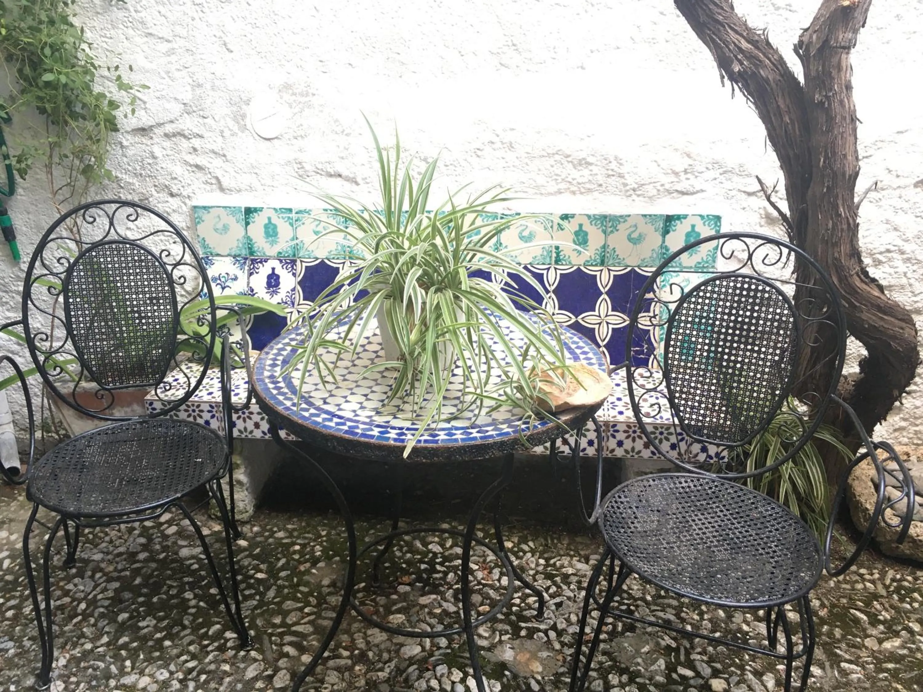 Garden in Patio Granada