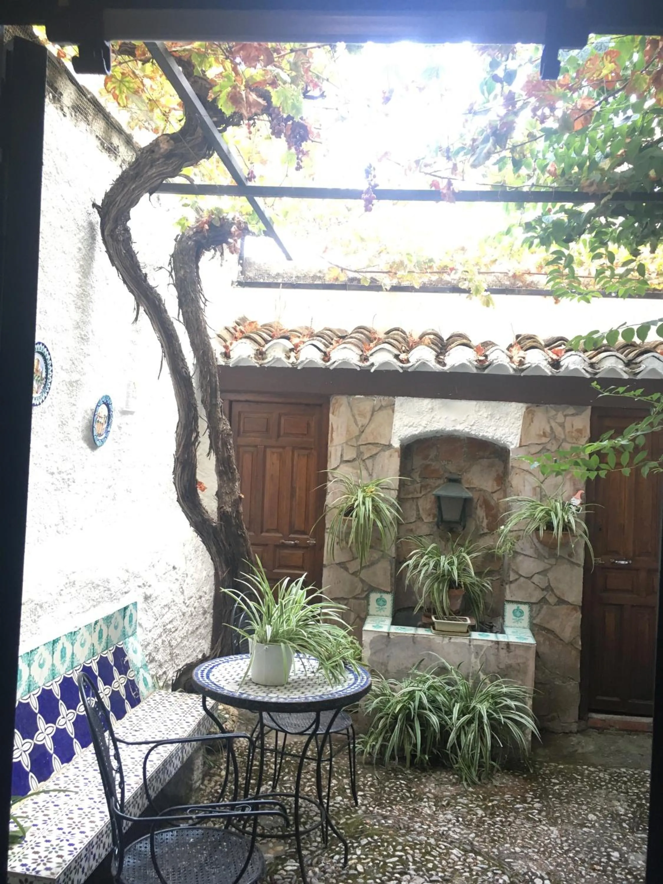 Garden in Patio Granada