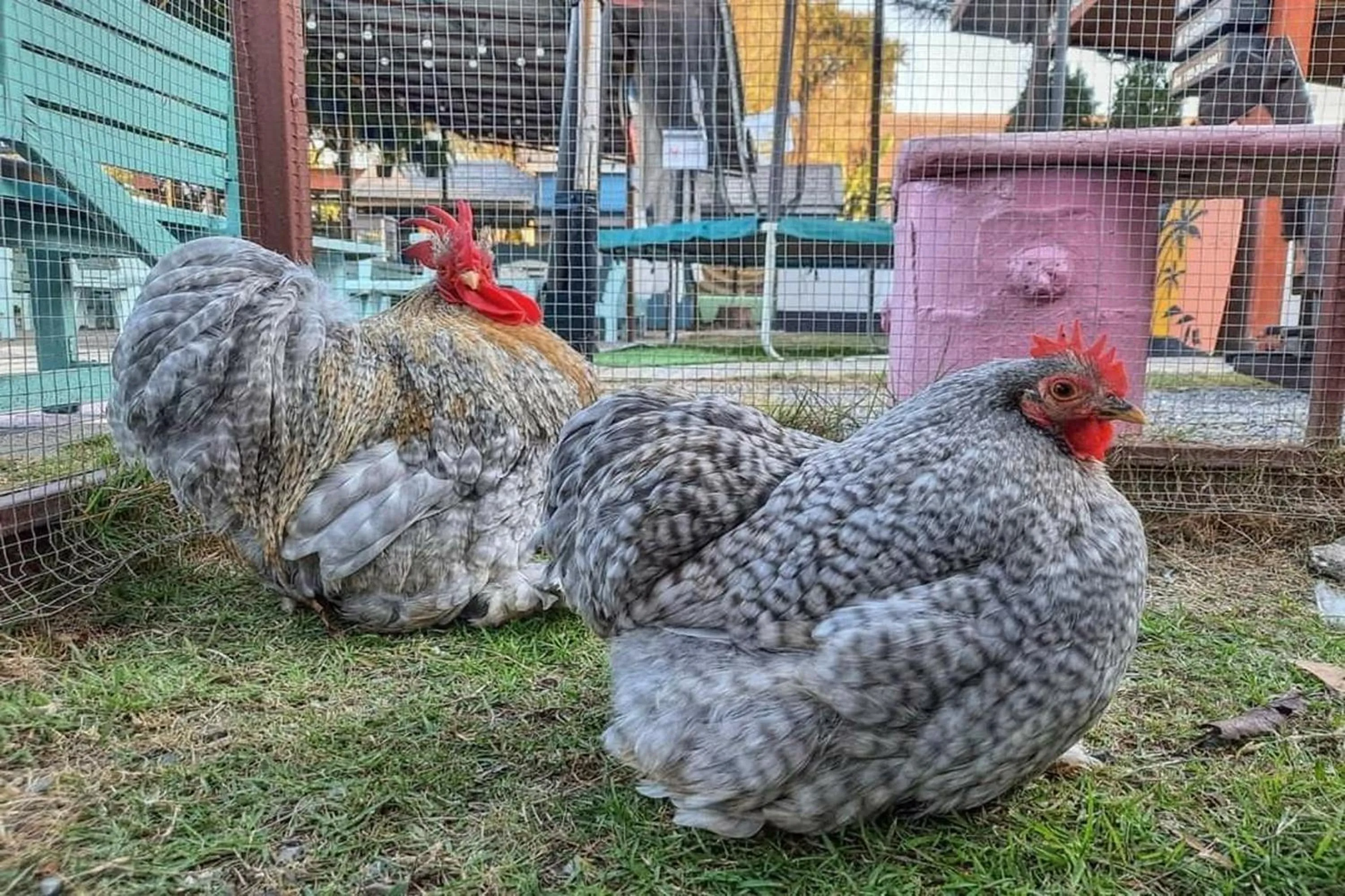 Animals in See Sky Resort