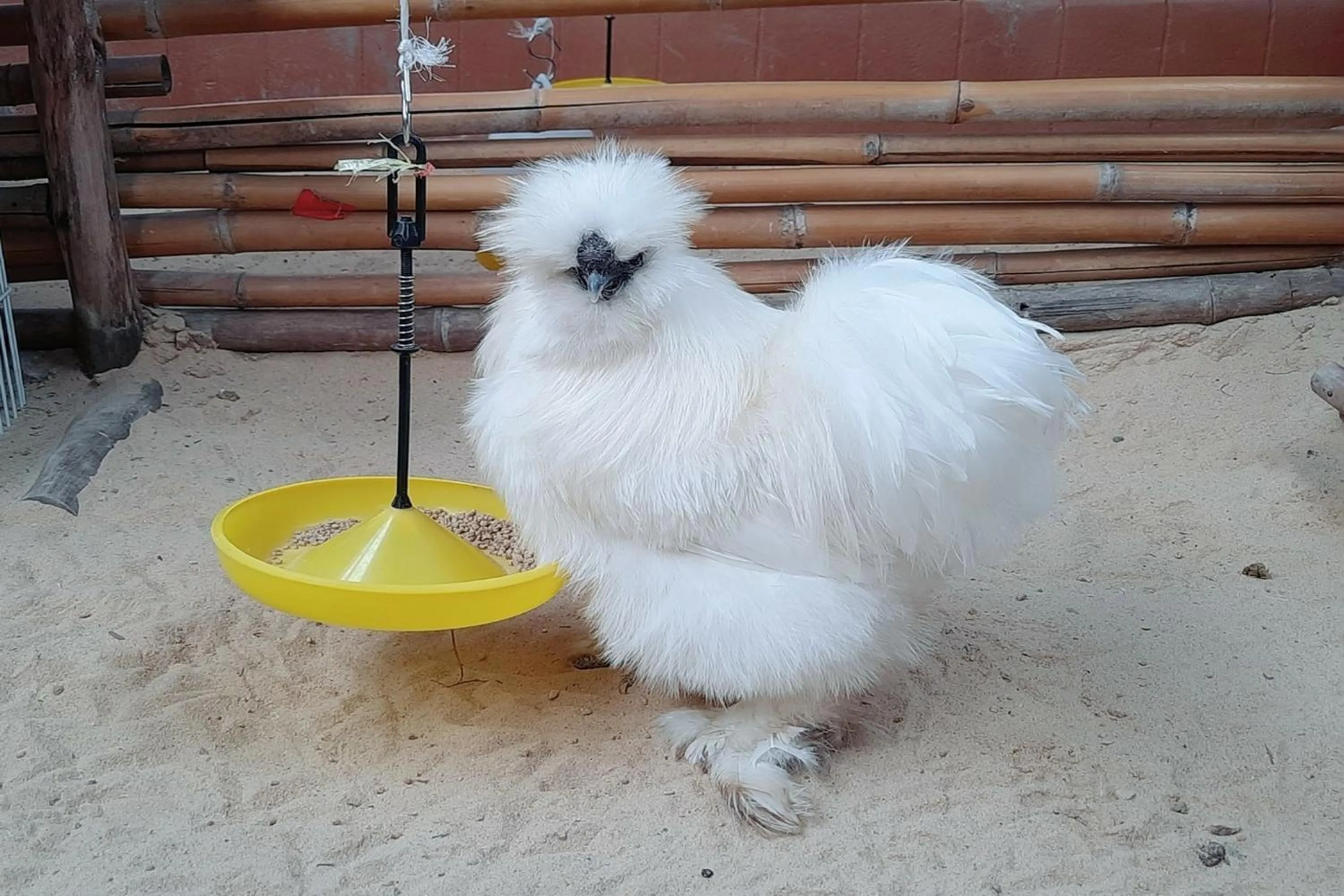 Animals in See Sky Resort