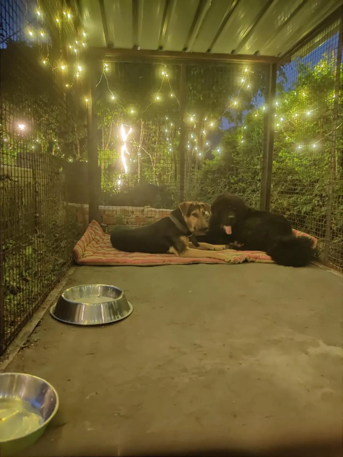 Pets in H7Stay Luxury Cottages And Camps, Rishikesh