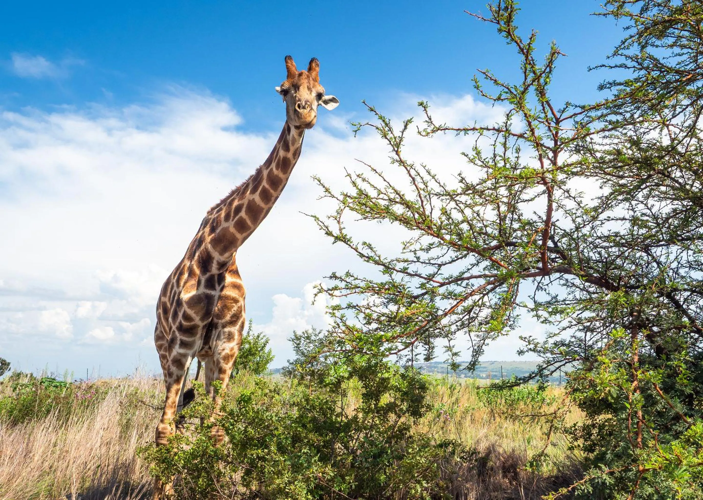 Animals in Mount Savannah Lodge by Dream Resorts