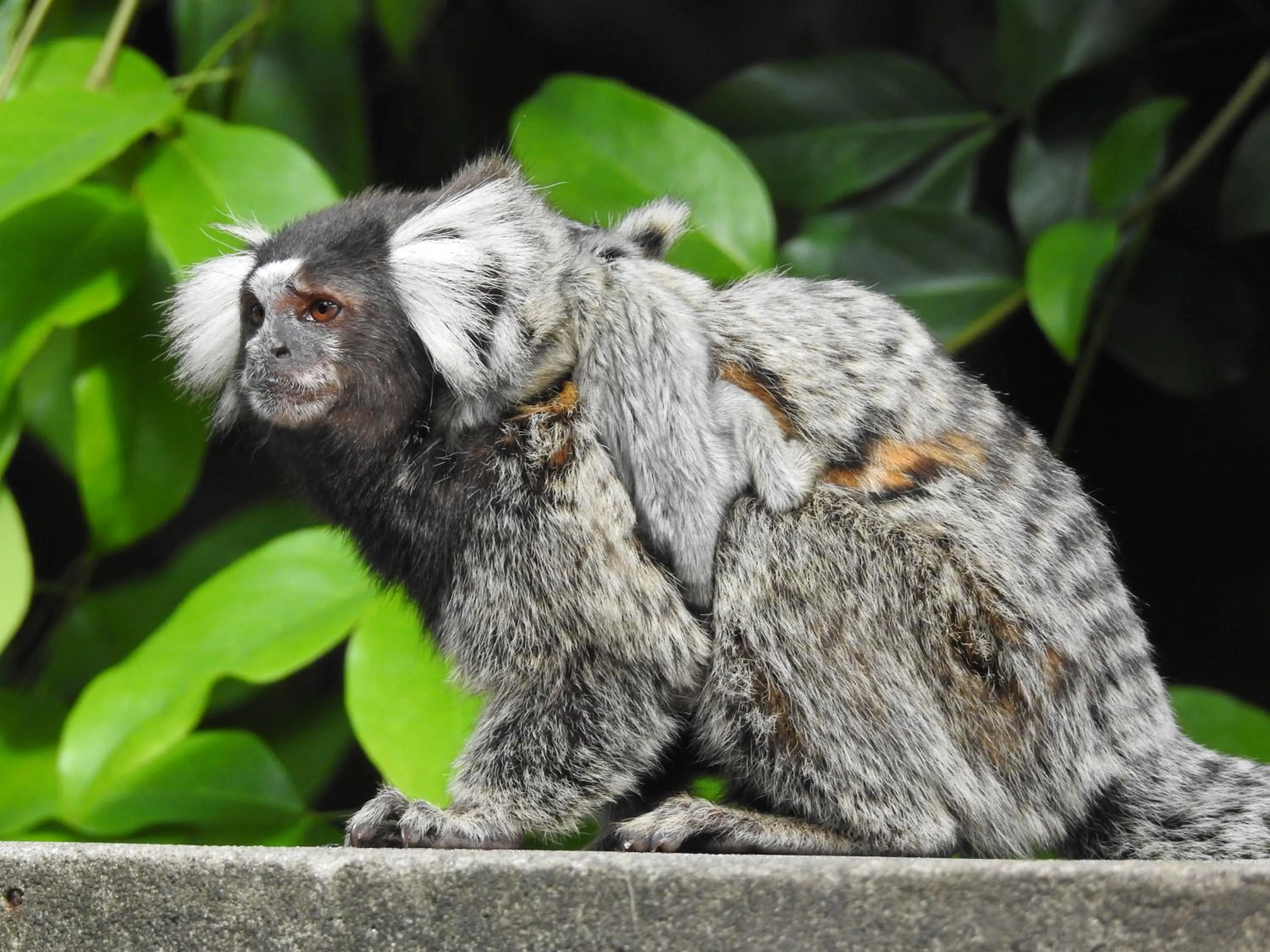 Animals in Pousada Morada dos Ventos