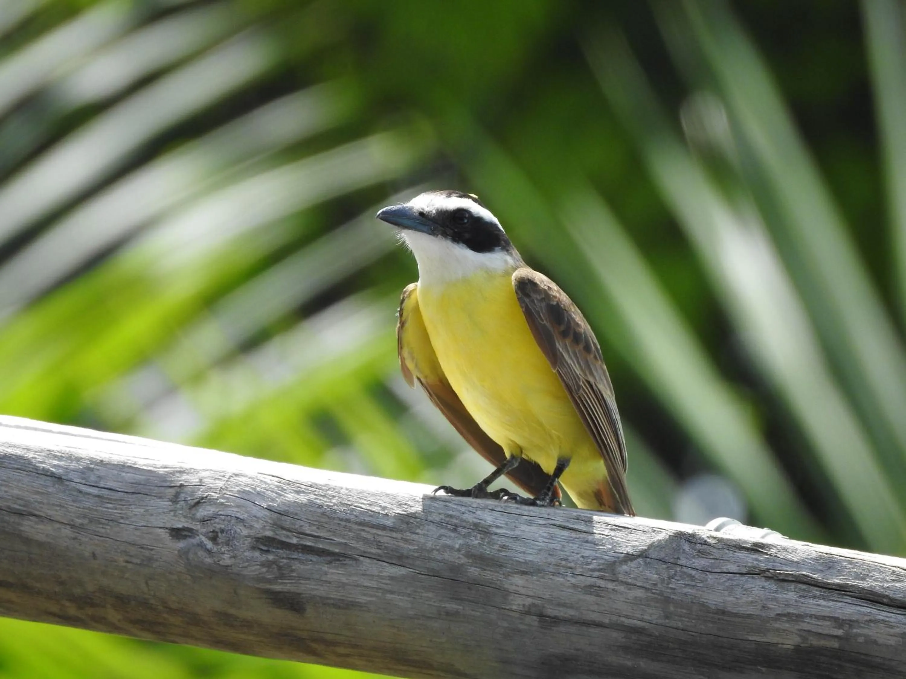 Animals in Pousada Morada dos Ventos