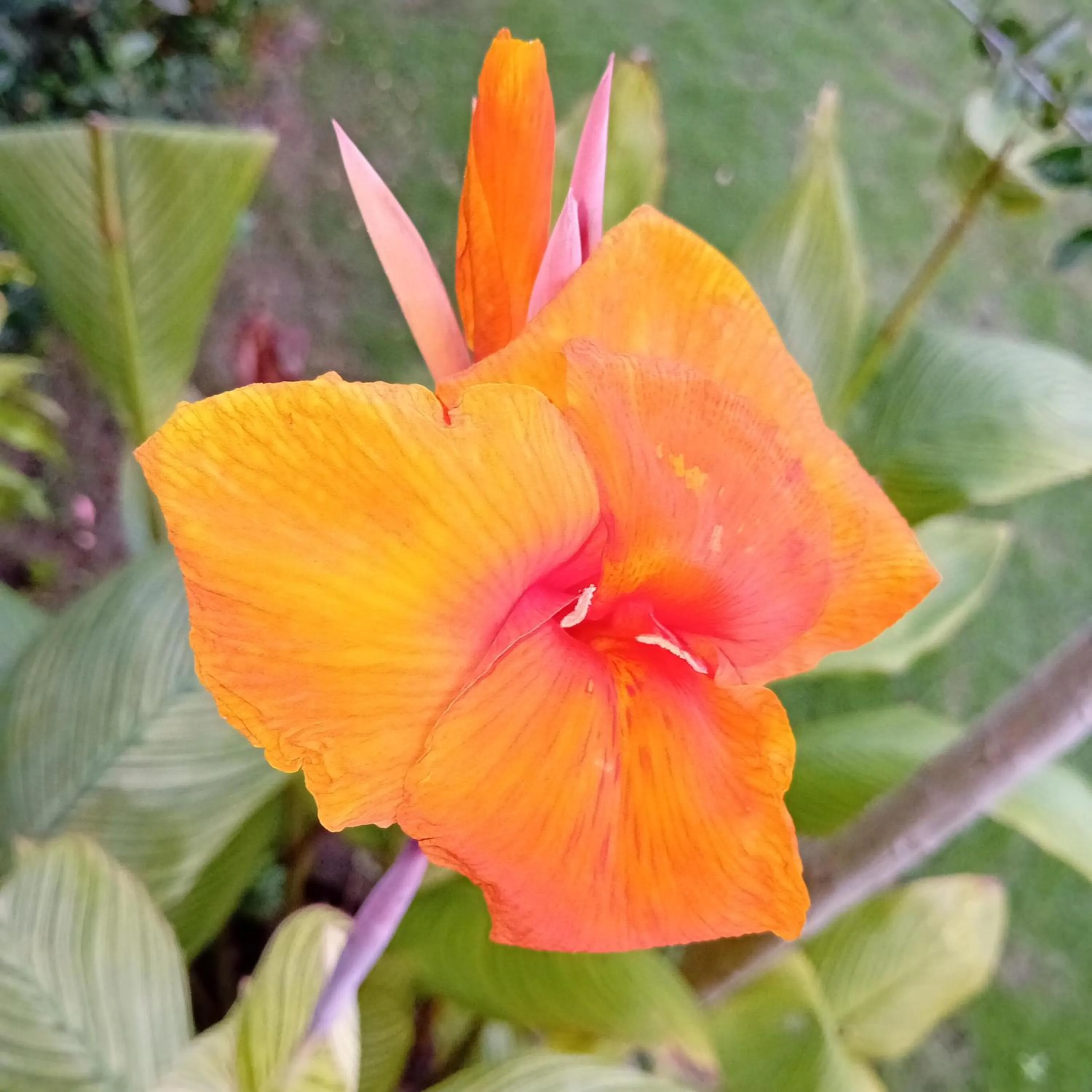 Garden in Budi Sun Resort, Flores, Maumere