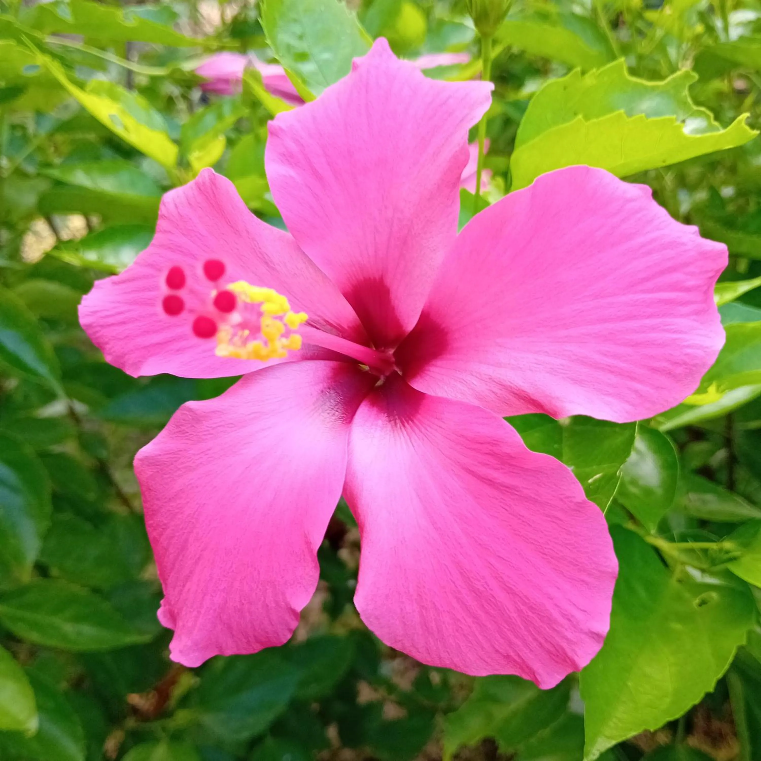 Garden in Budi Sun Resort, Flores, Maumere