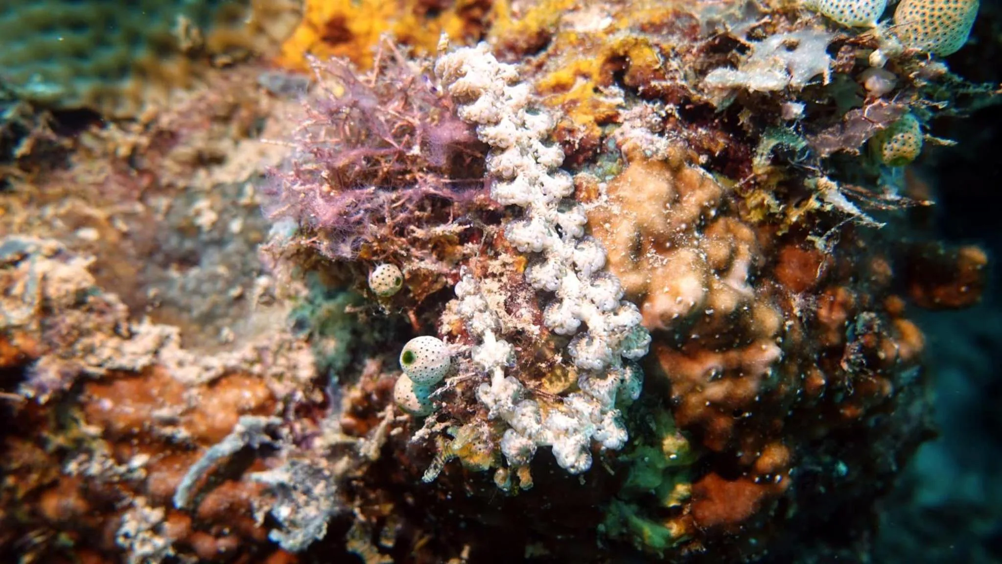 Diving in Budi Sun Resort, Flores, Maumere