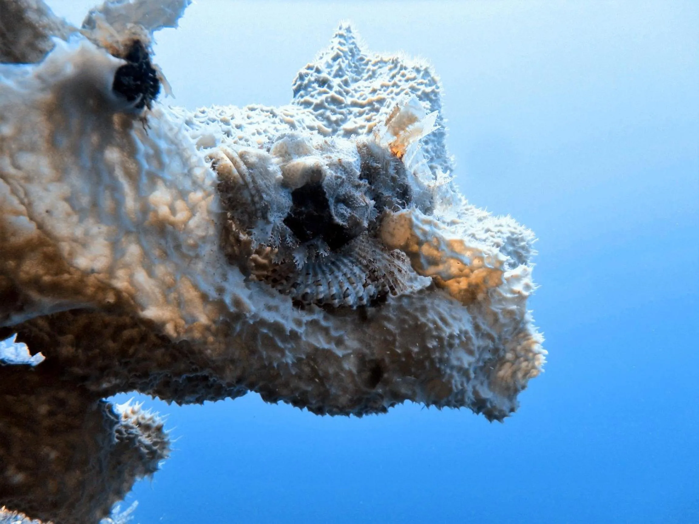 Diving in Budi Sun Resort, Flores, Maumere