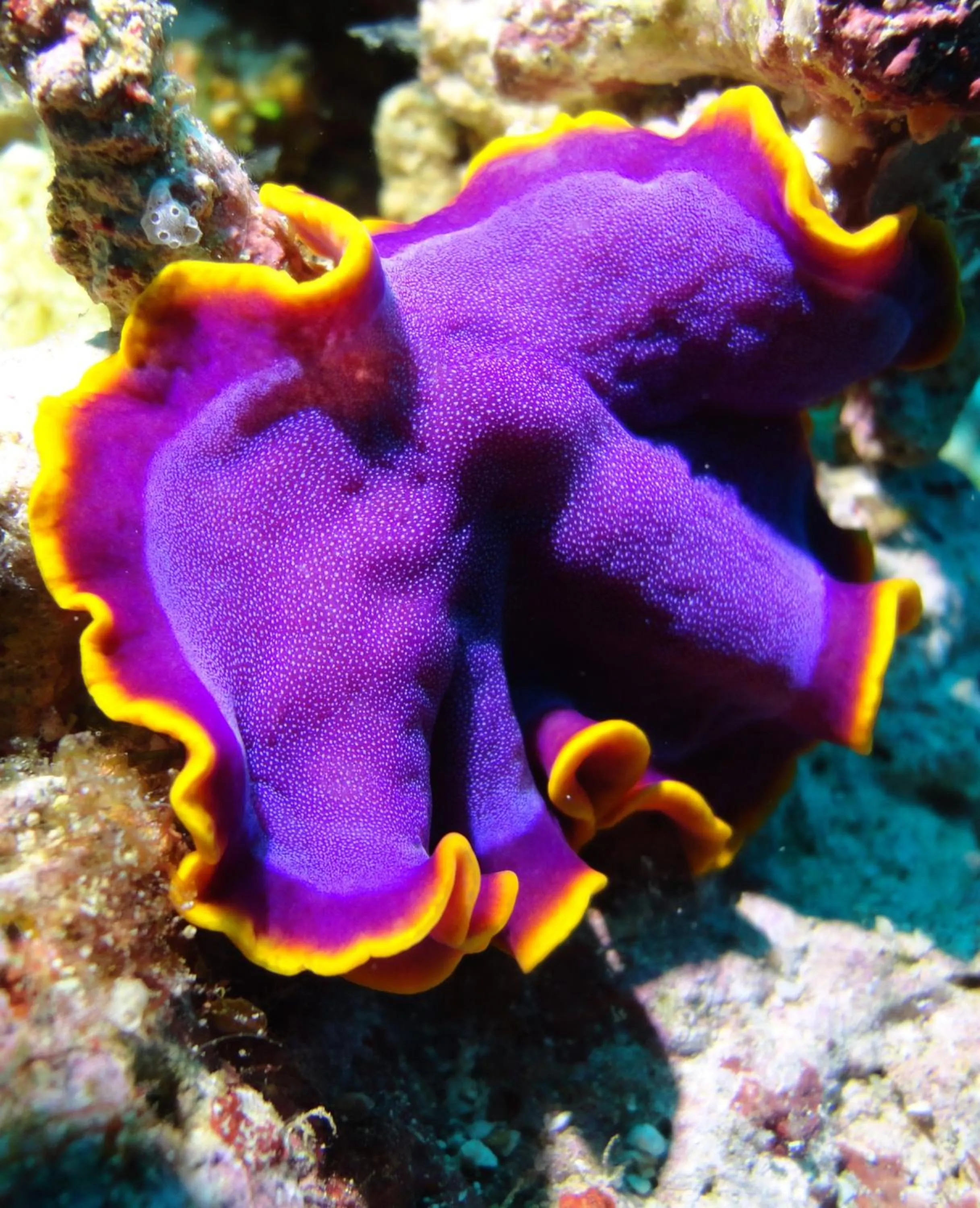 Diving in Budi Sun Resort, Flores, Maumere